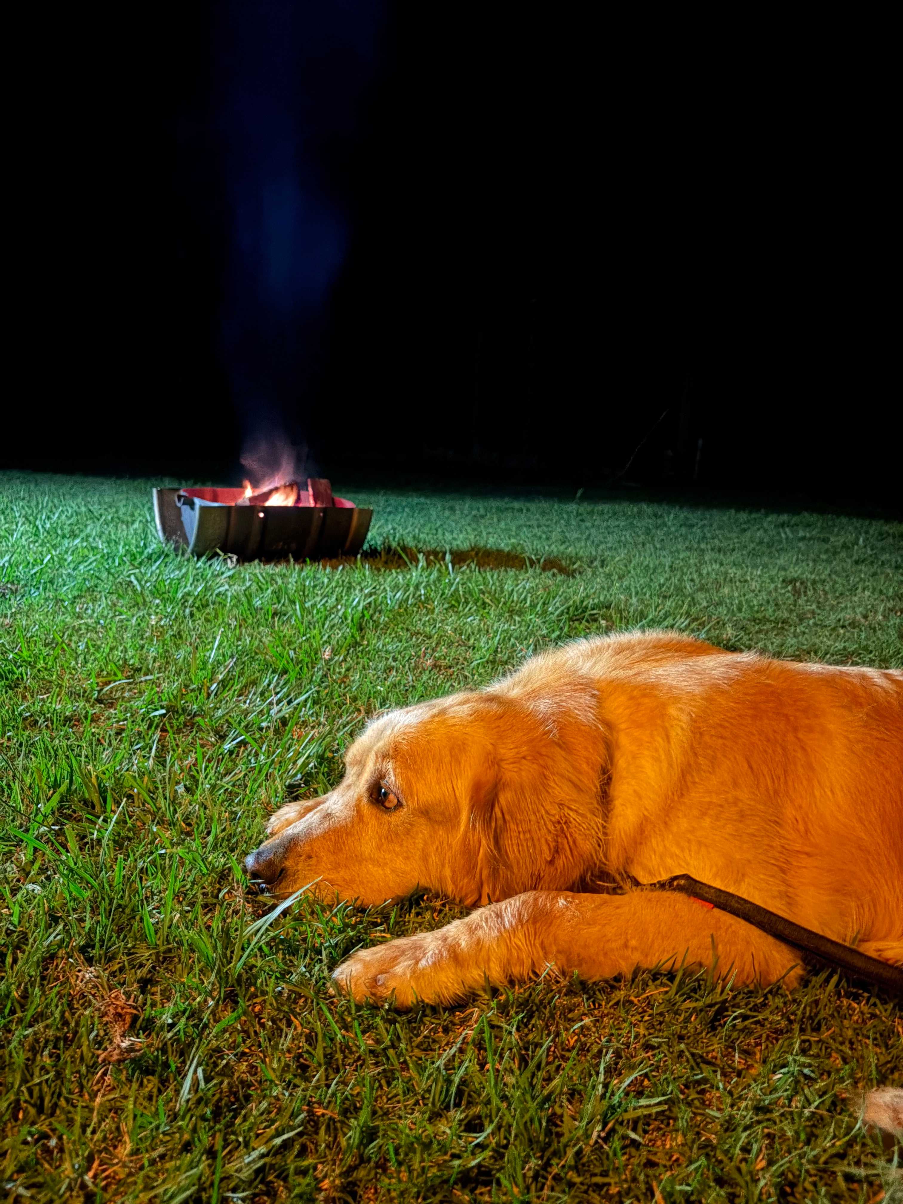 Perfect spot to camp with pets 