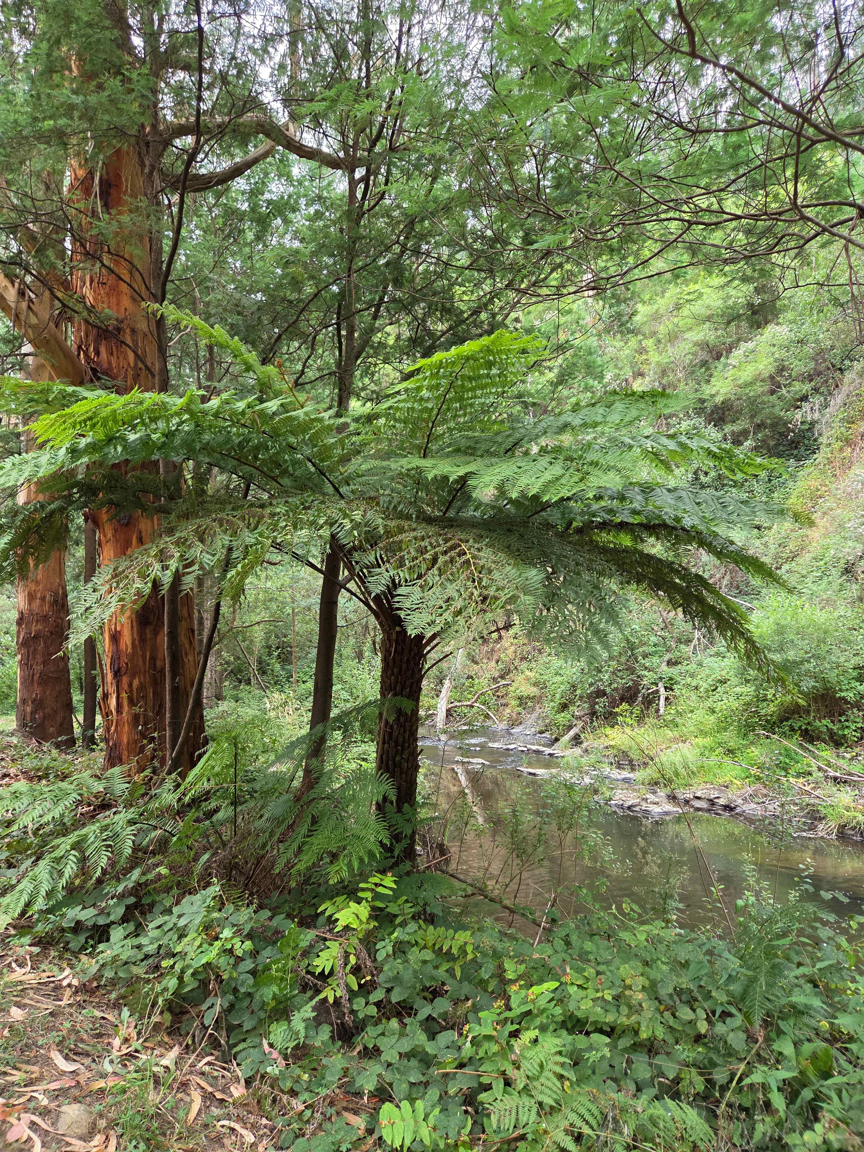 Merrimans Creek Seclusion