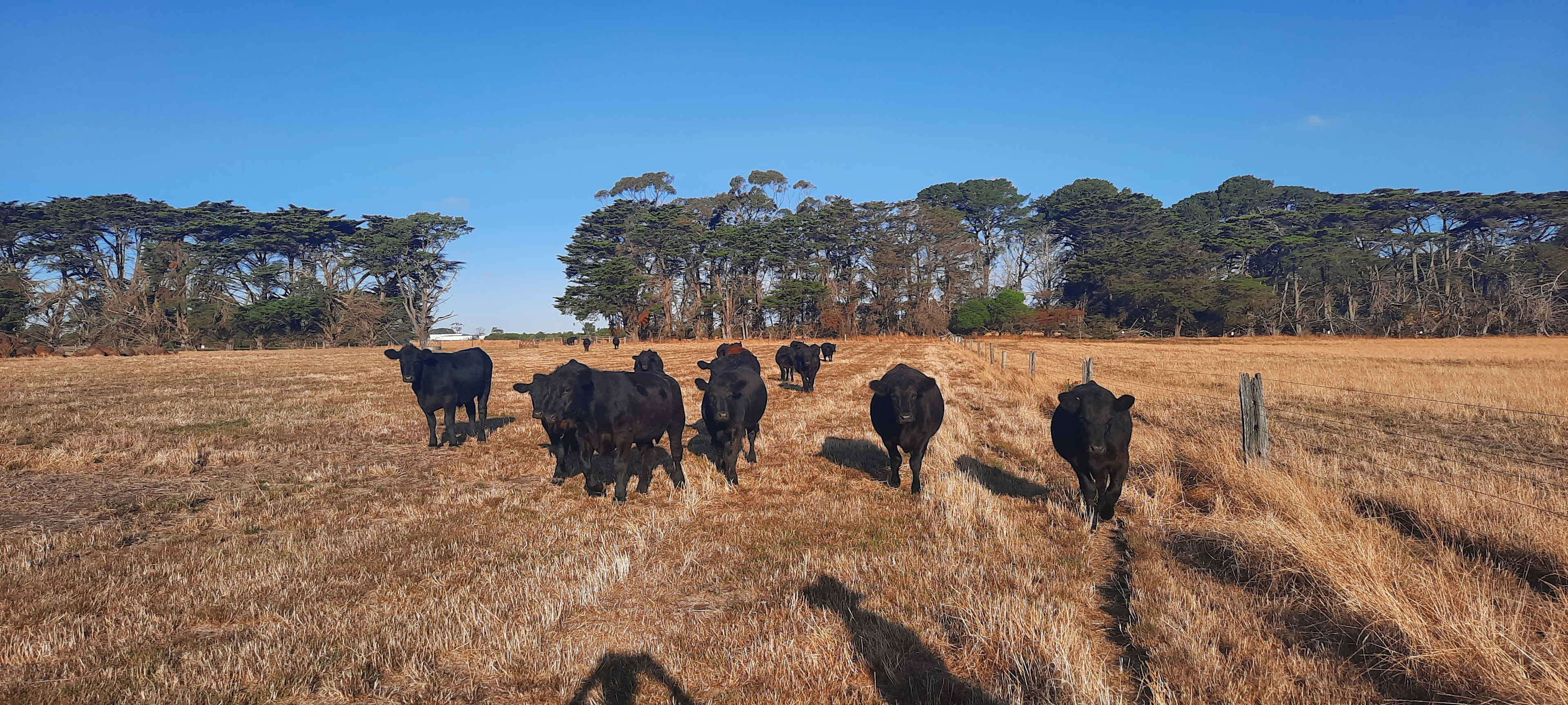 Walking with the cows