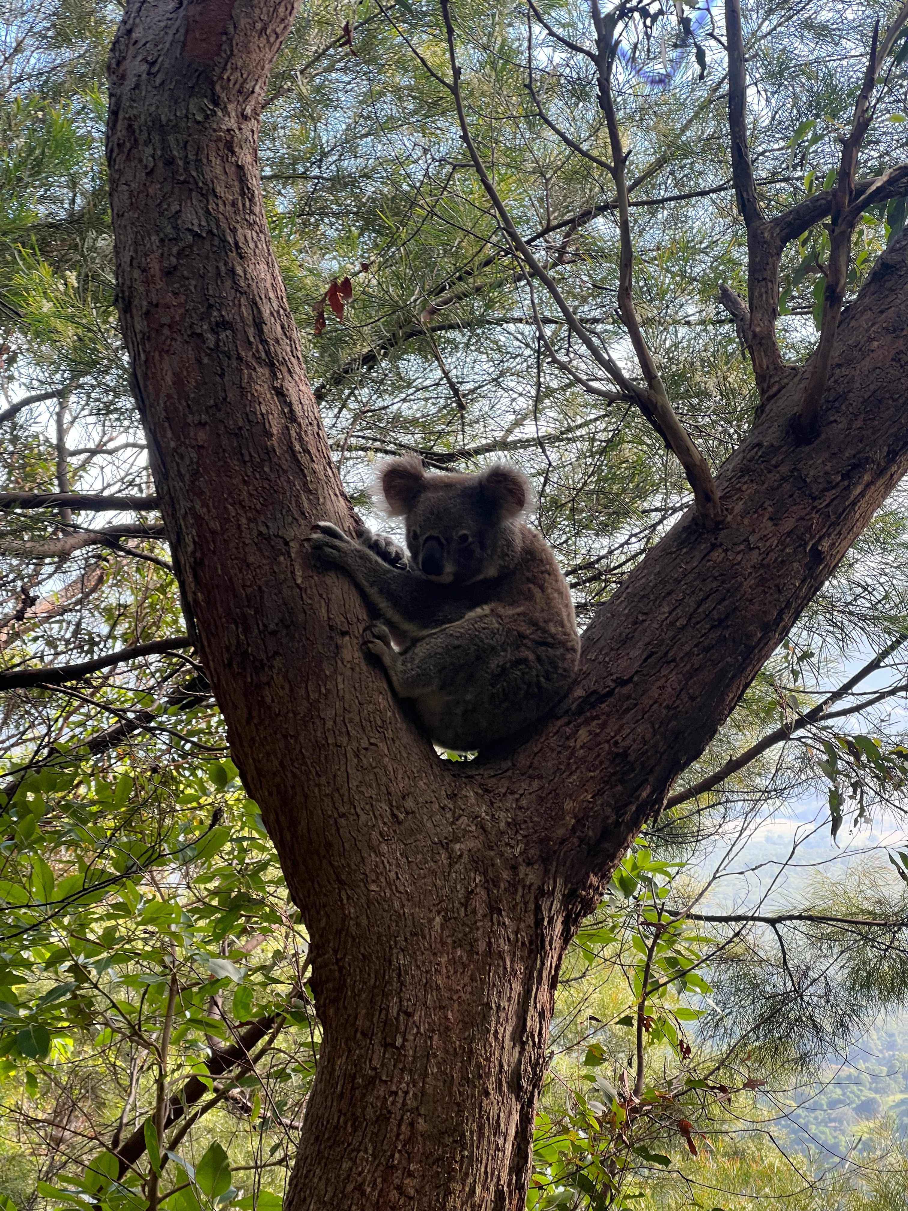 Kingsland Camping Mt. Maroon