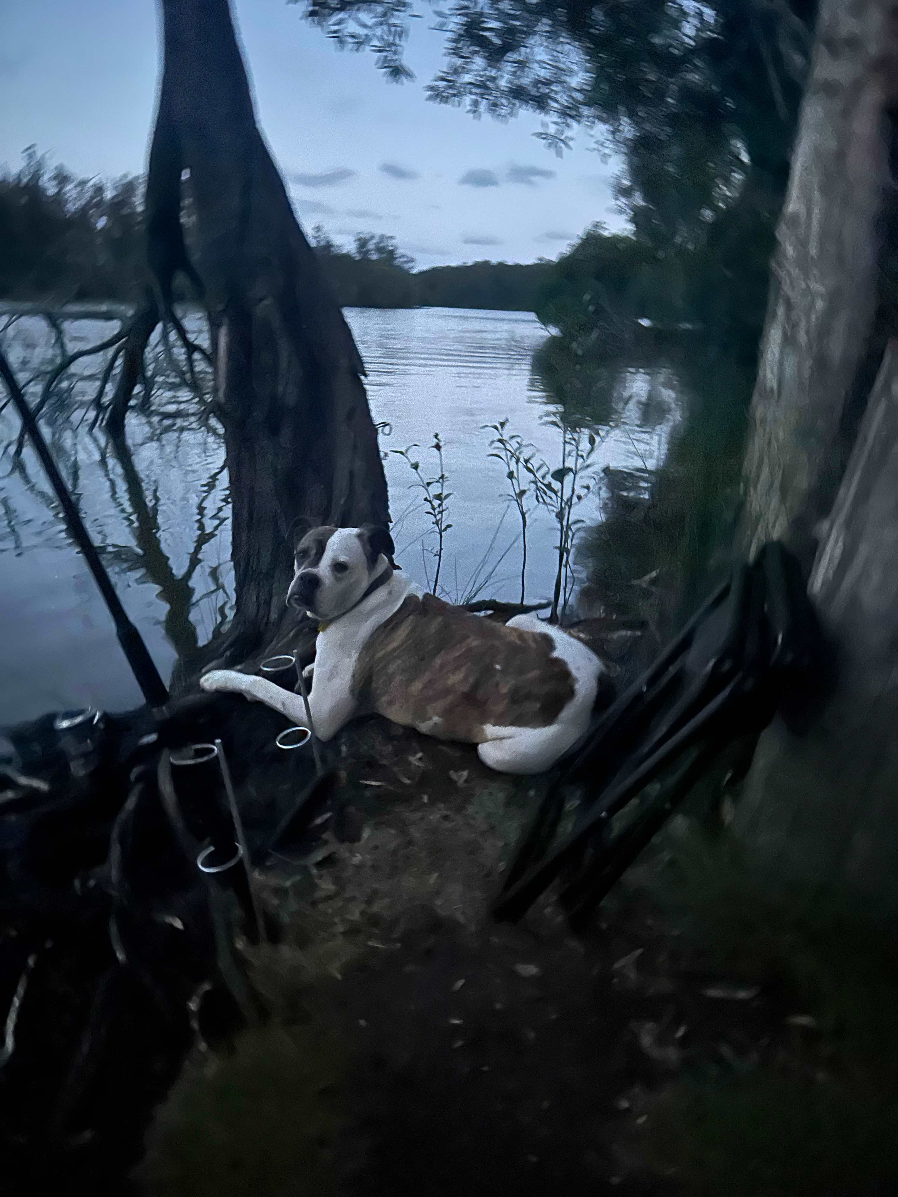 Noosa River Camping at Cooroibah