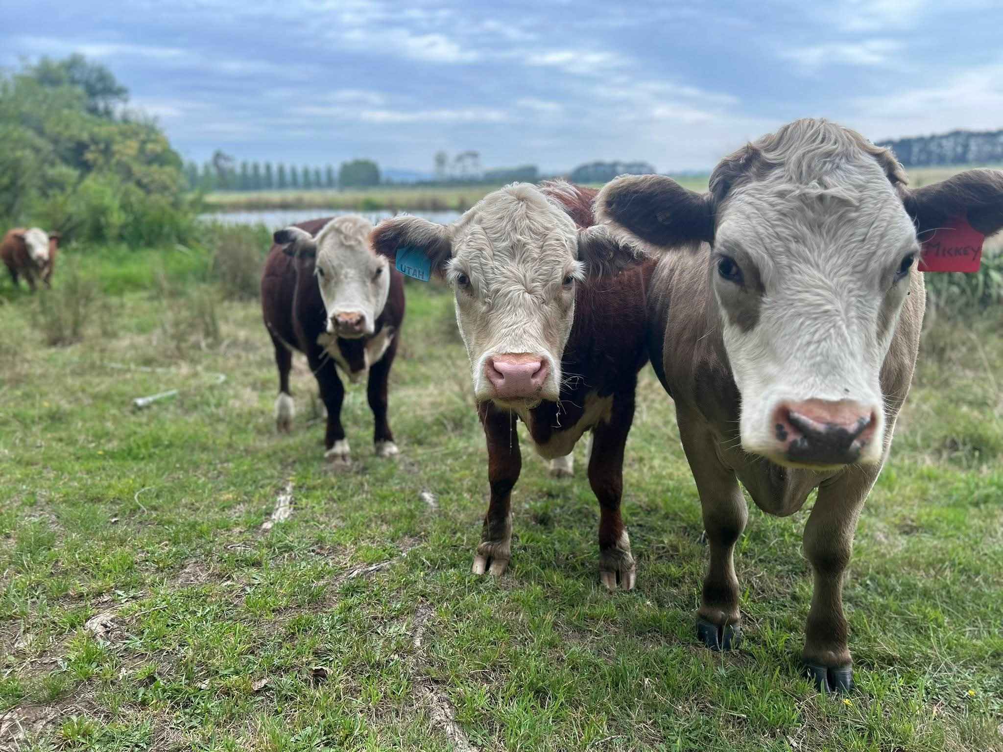Wings of the Carribee
