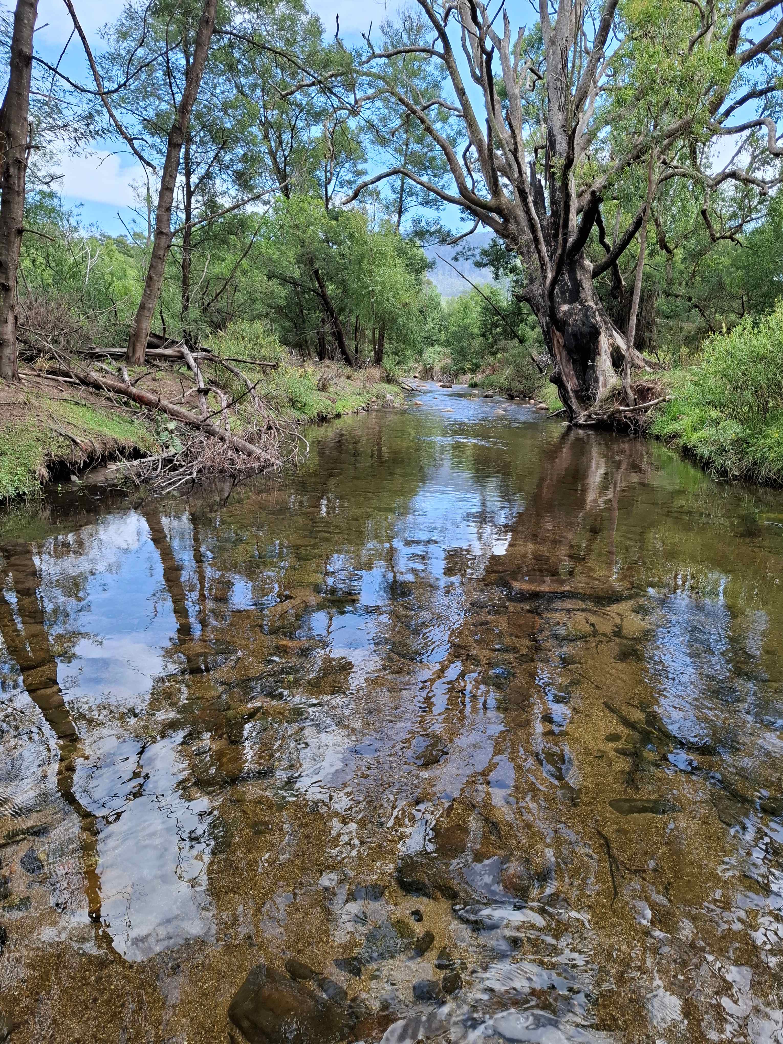 Misty Mountain Wildlife Refuge