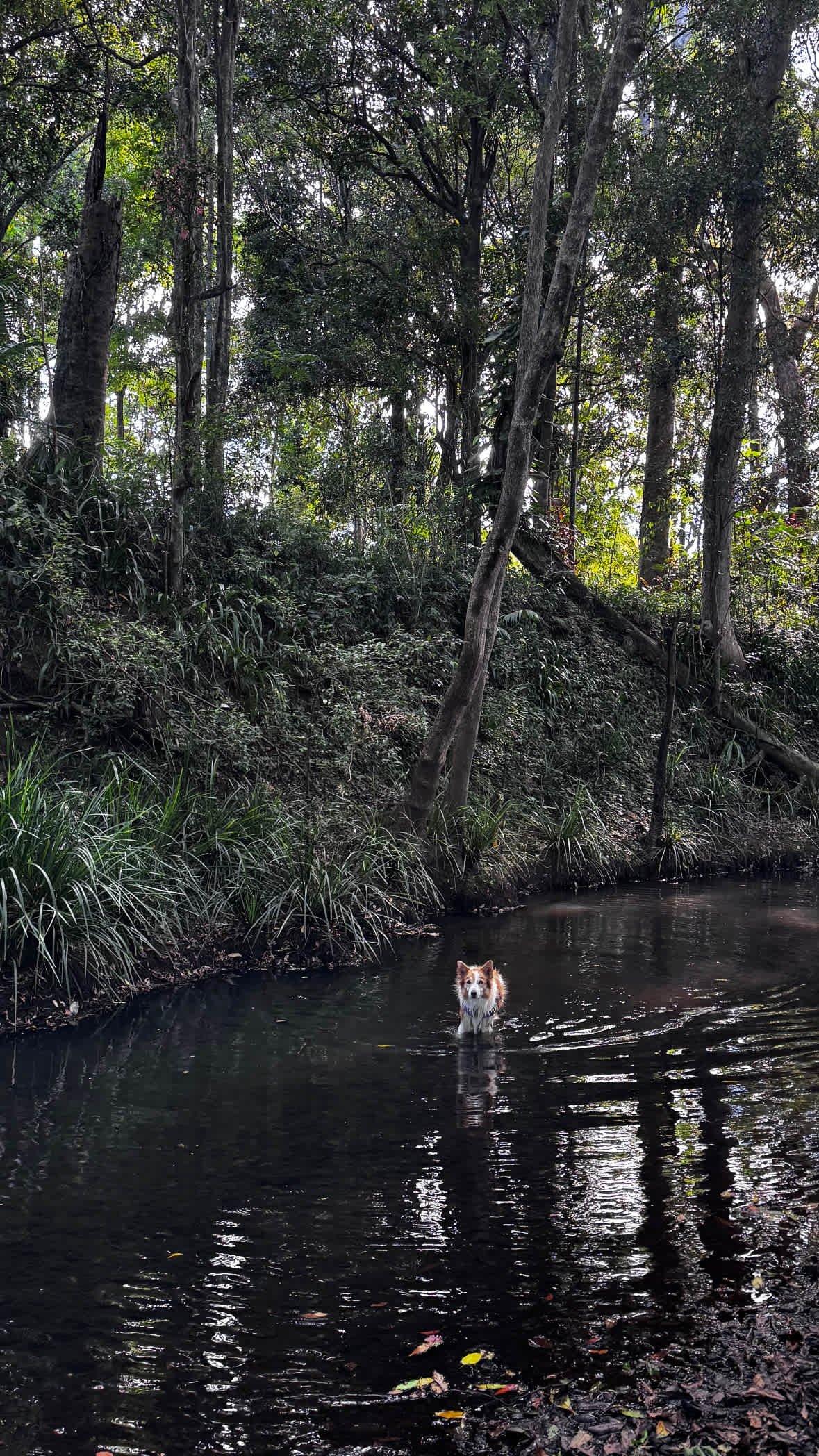 The creek was stunning and peaceful. 