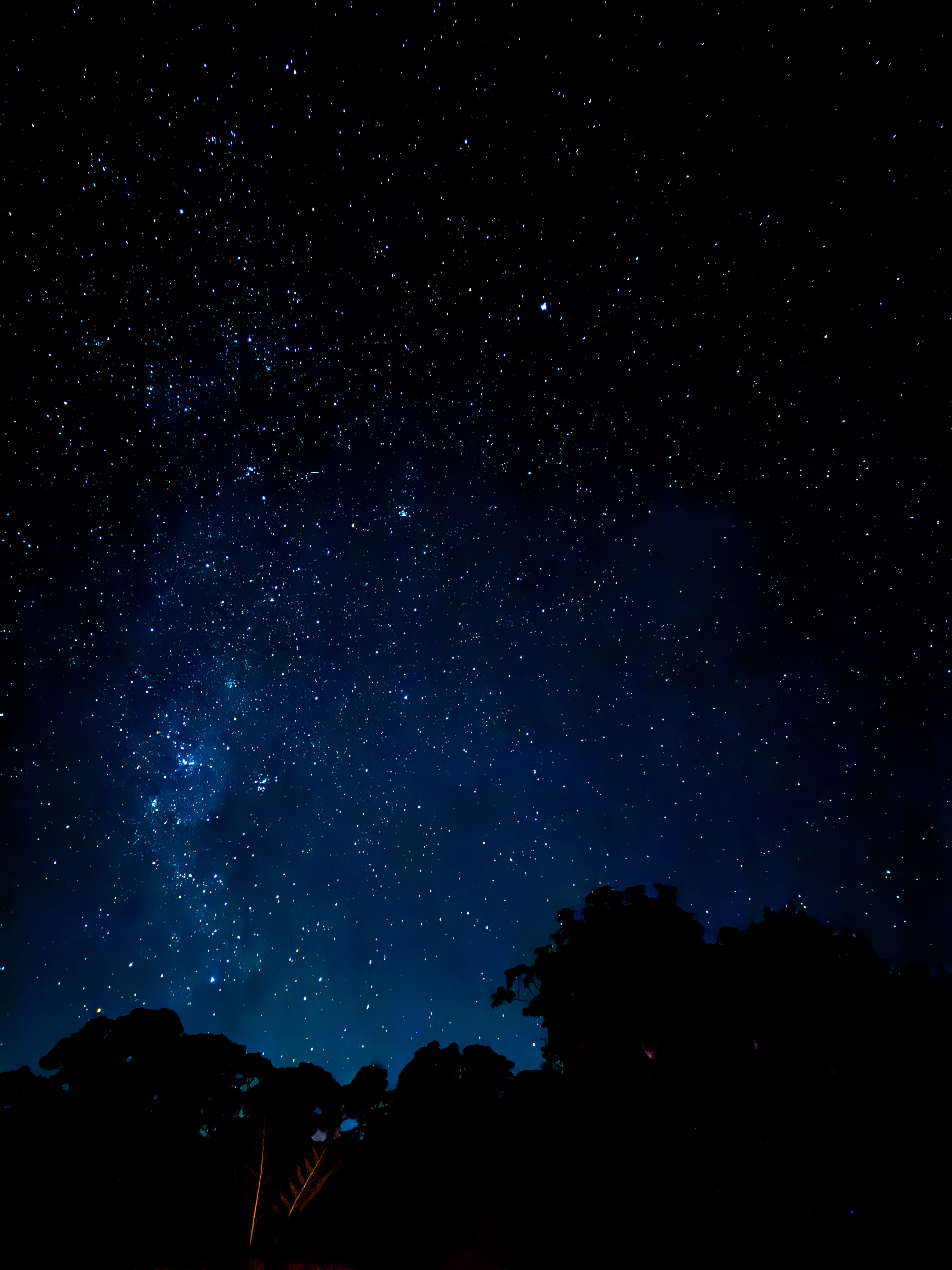 Tremayne - The Old Avocado Farm