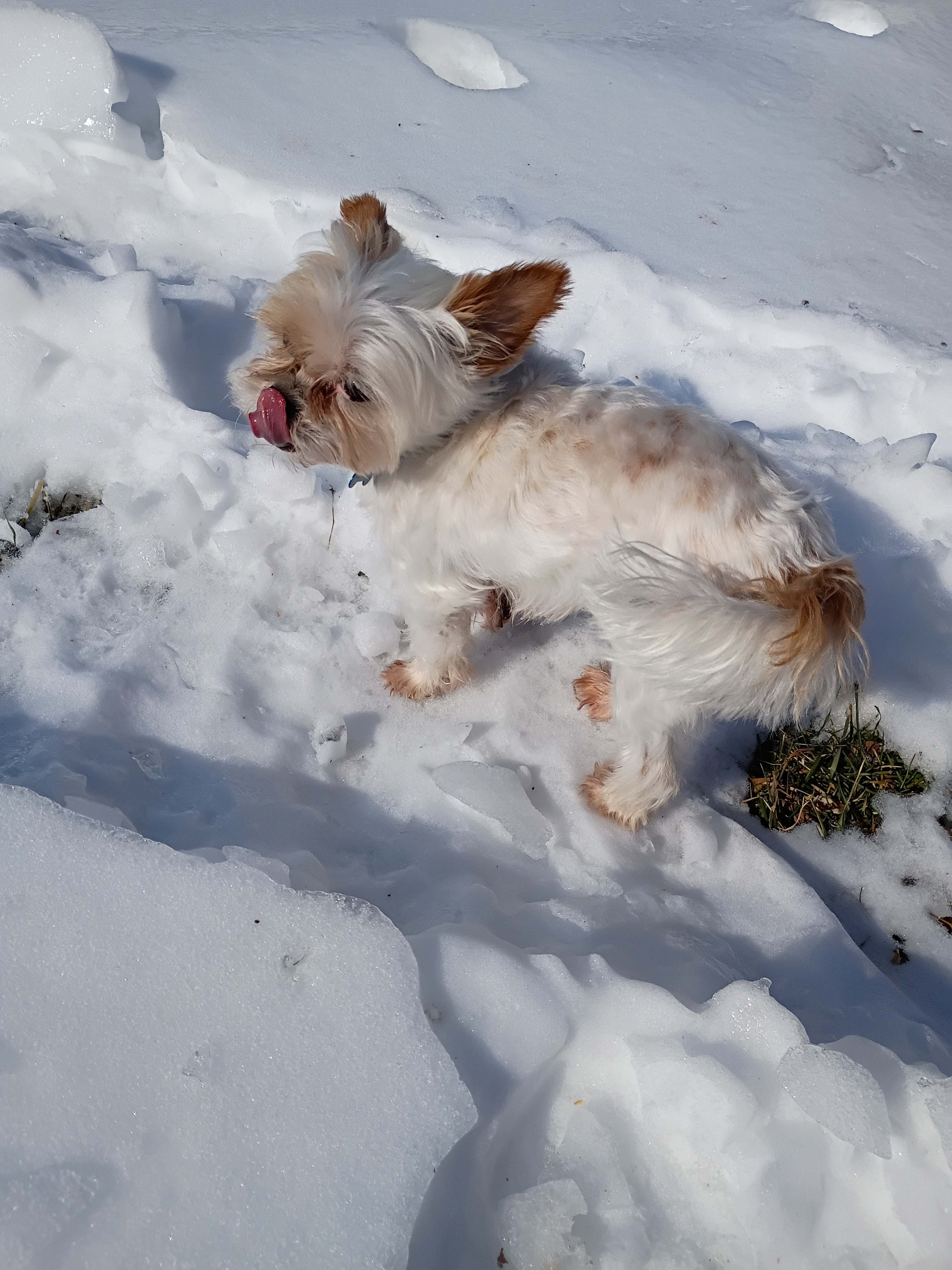 King is tiny, cute, and loves to gives kisses!!