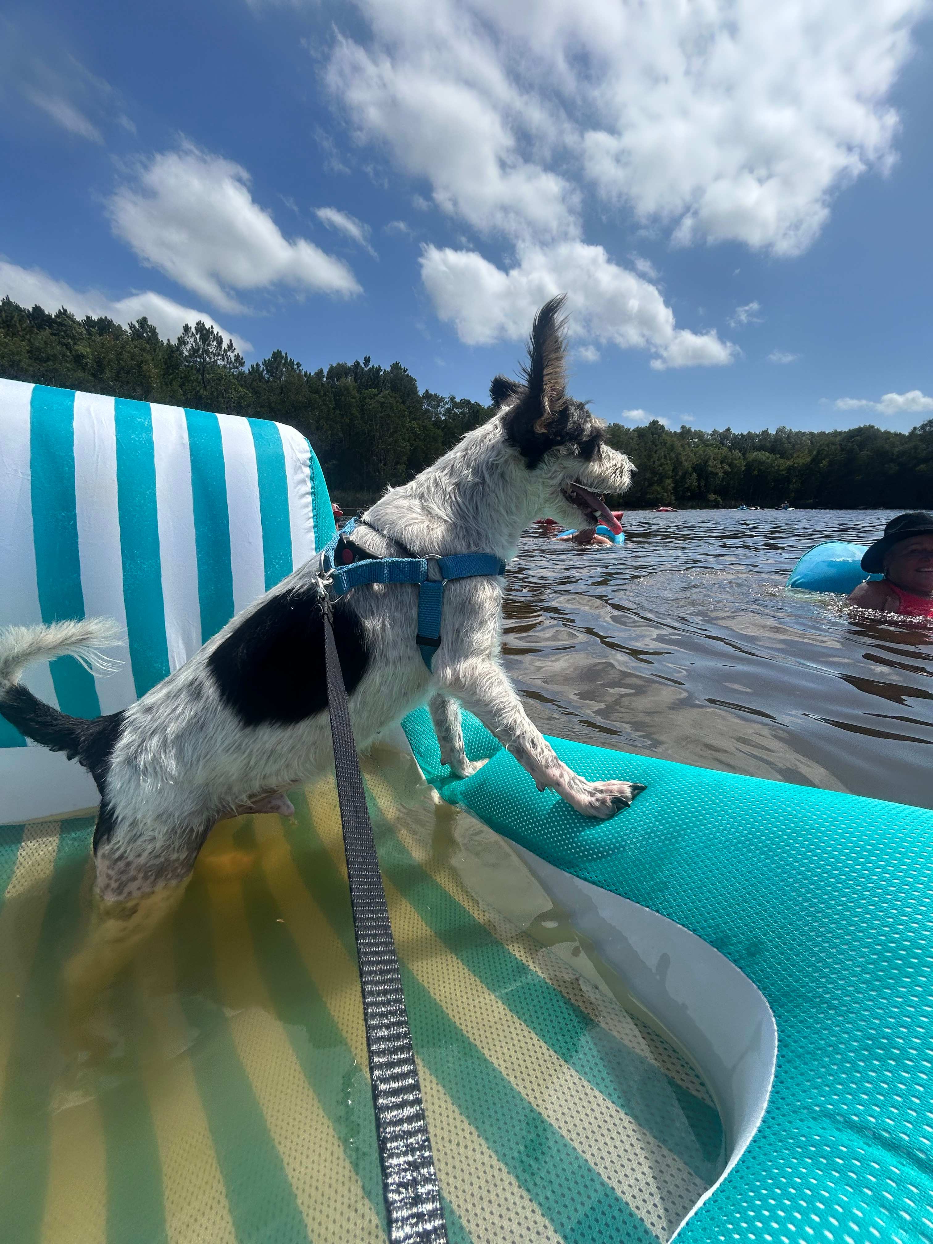 Bushywood at Woodfordskilake