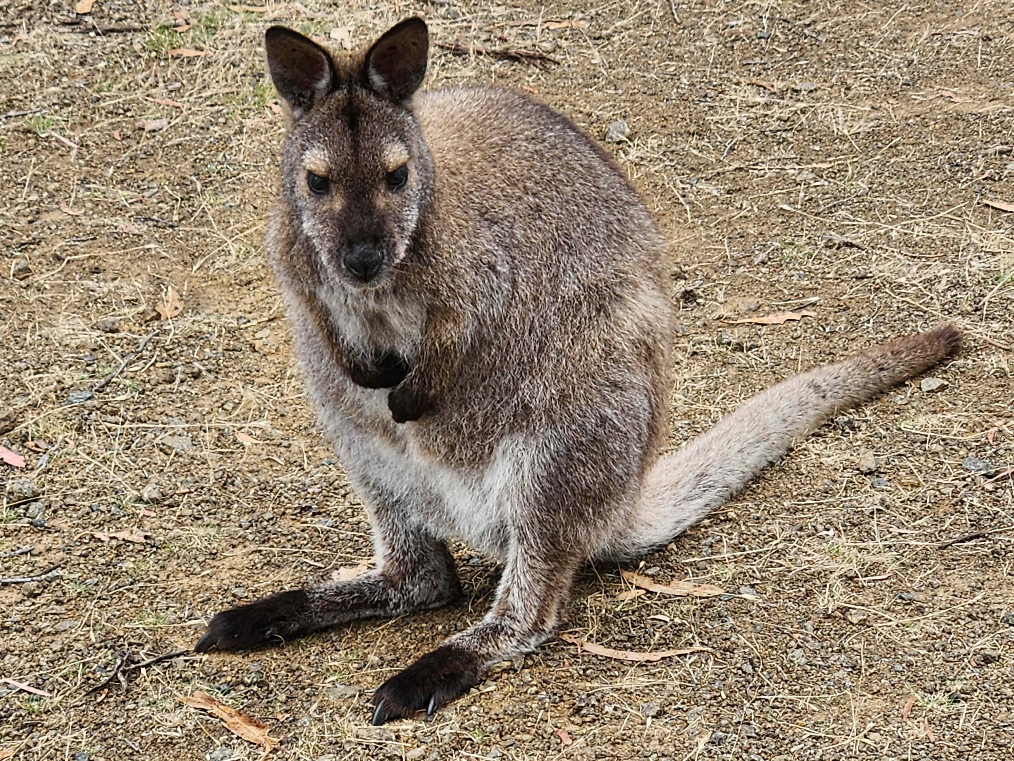 Heron Cove, Bruny Island