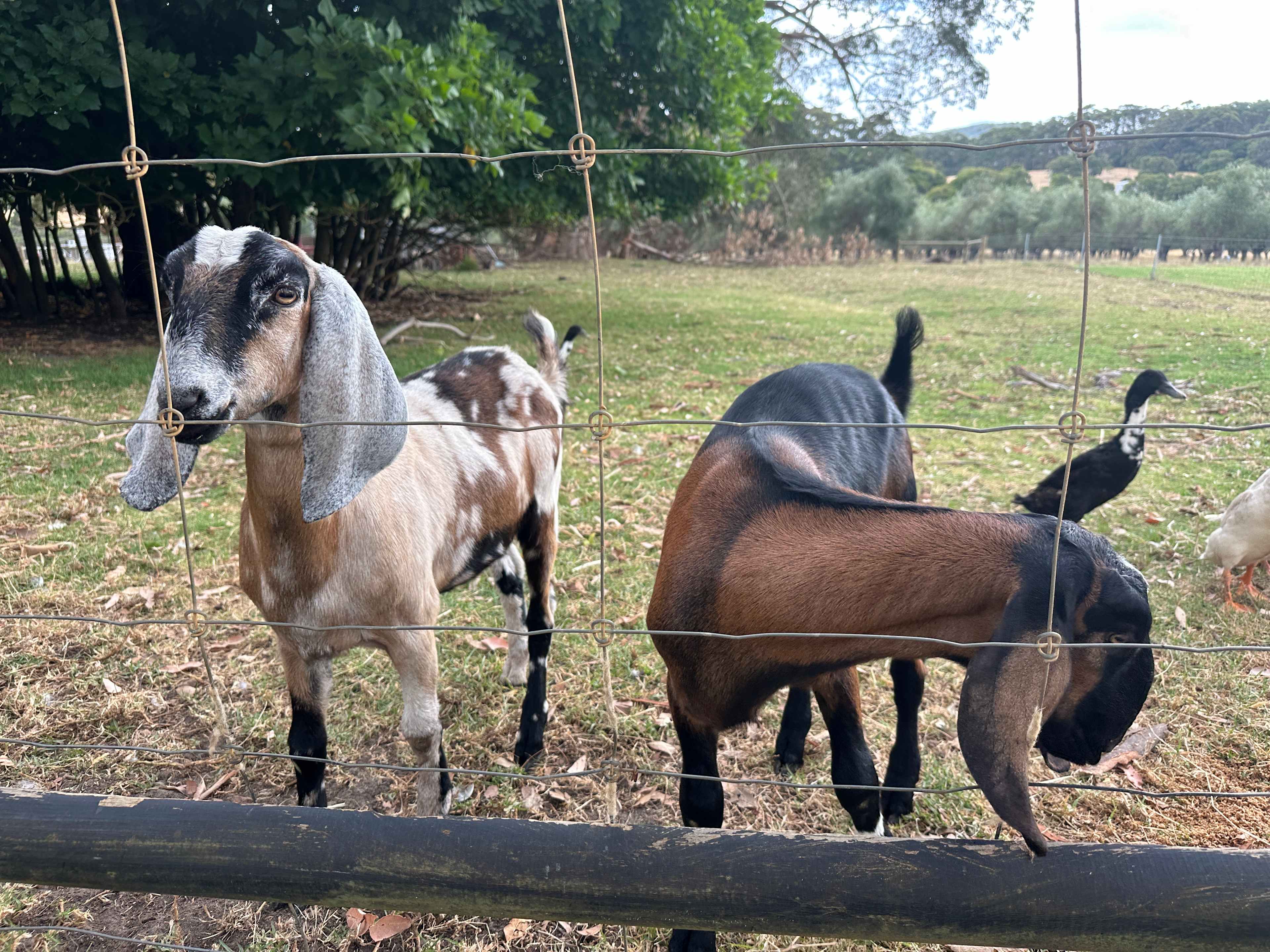 Monkey Rock Cider & Brewing Co
