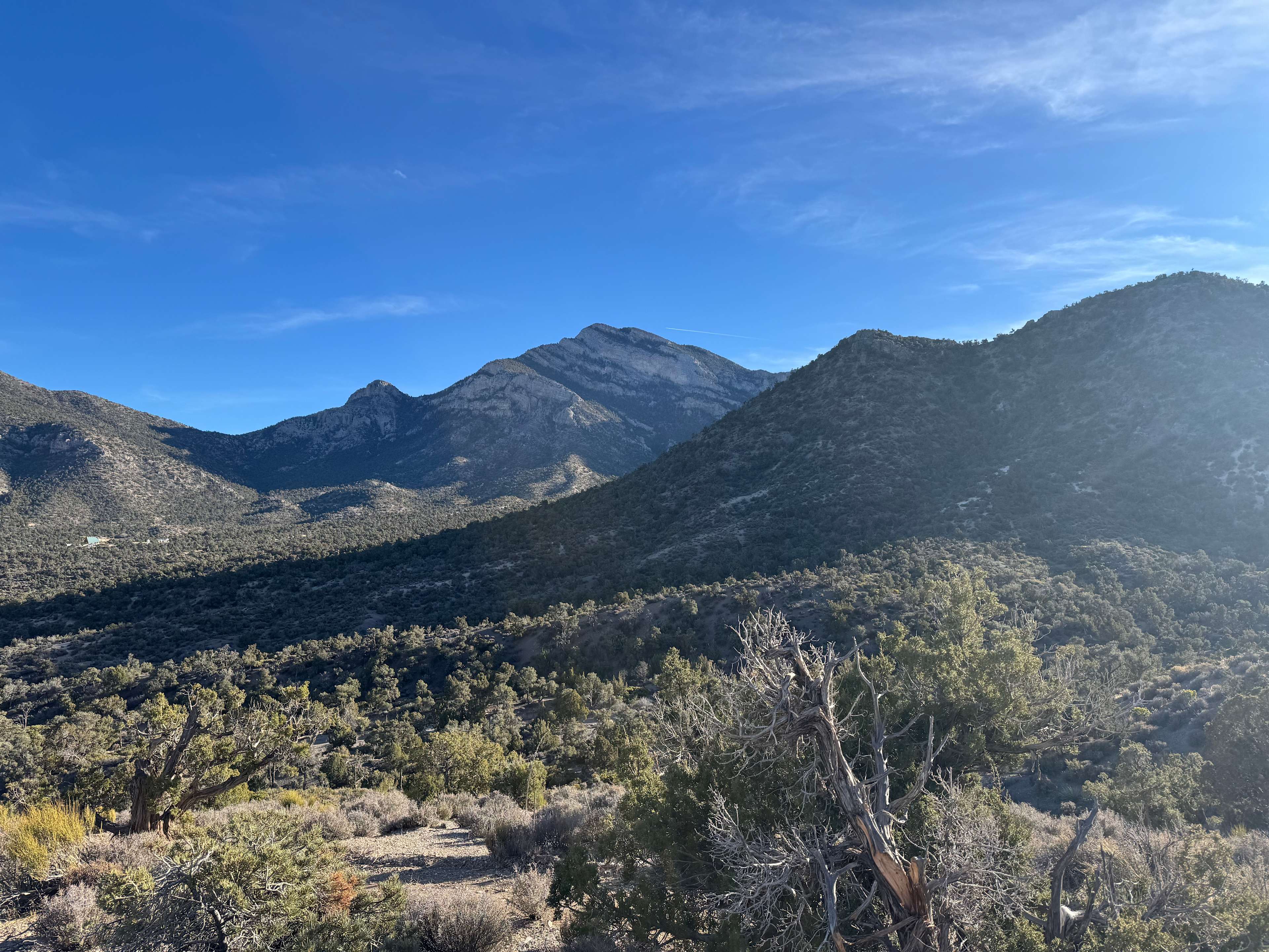 Potosi Pines Camp
