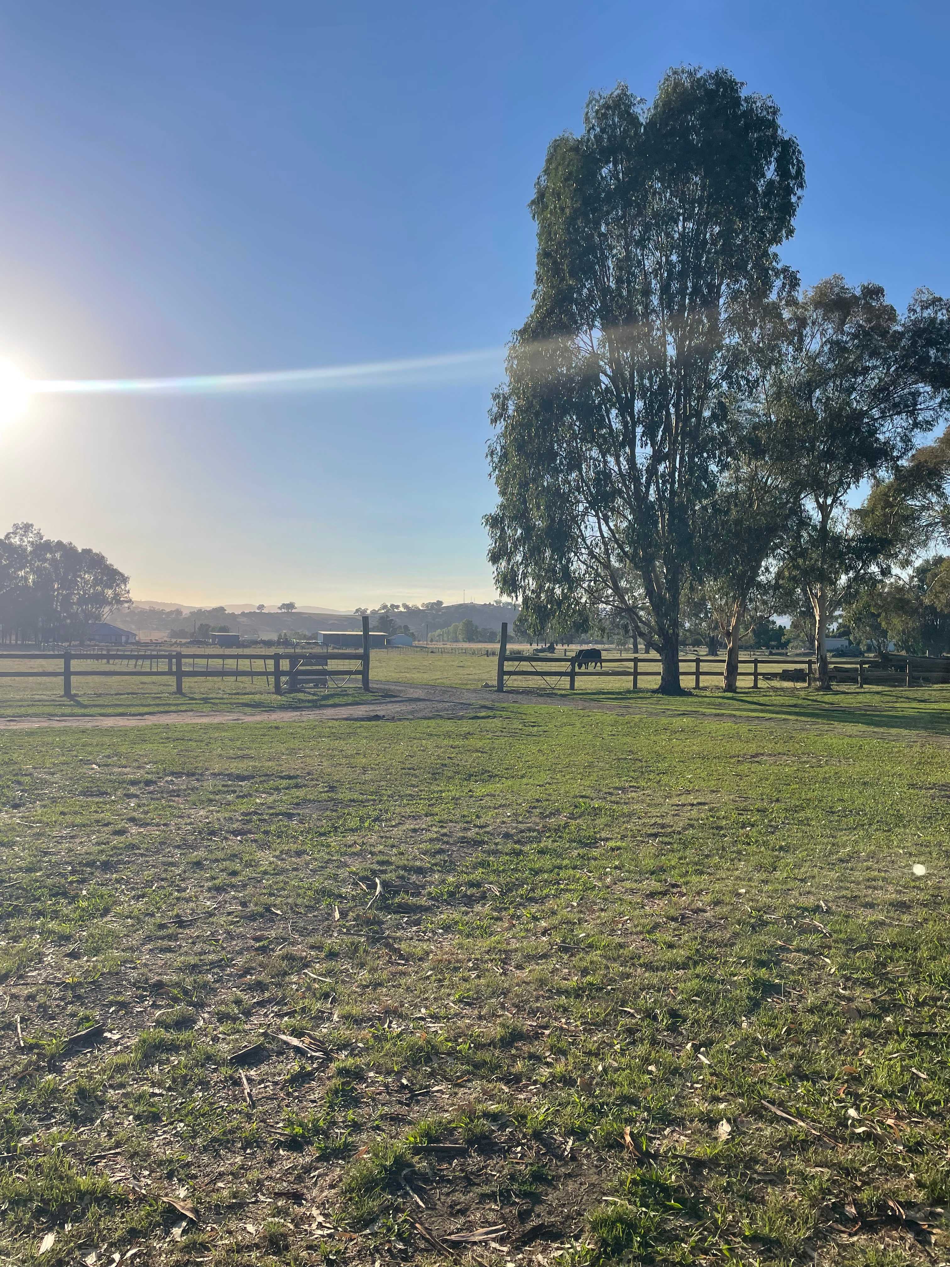 Bahwidgee on Tumut River