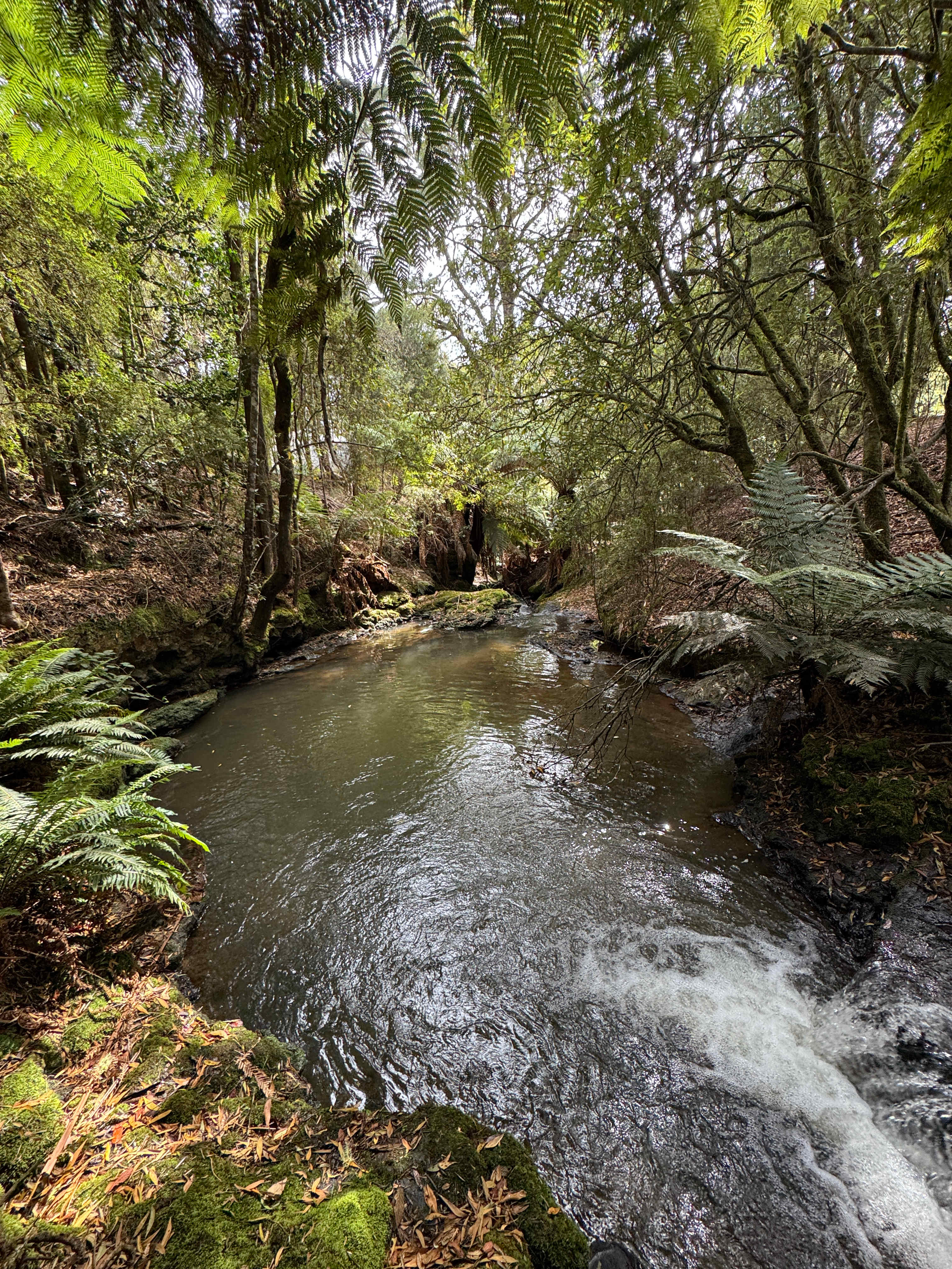 🐞🌿 Ladybug Camping 🌿🐞