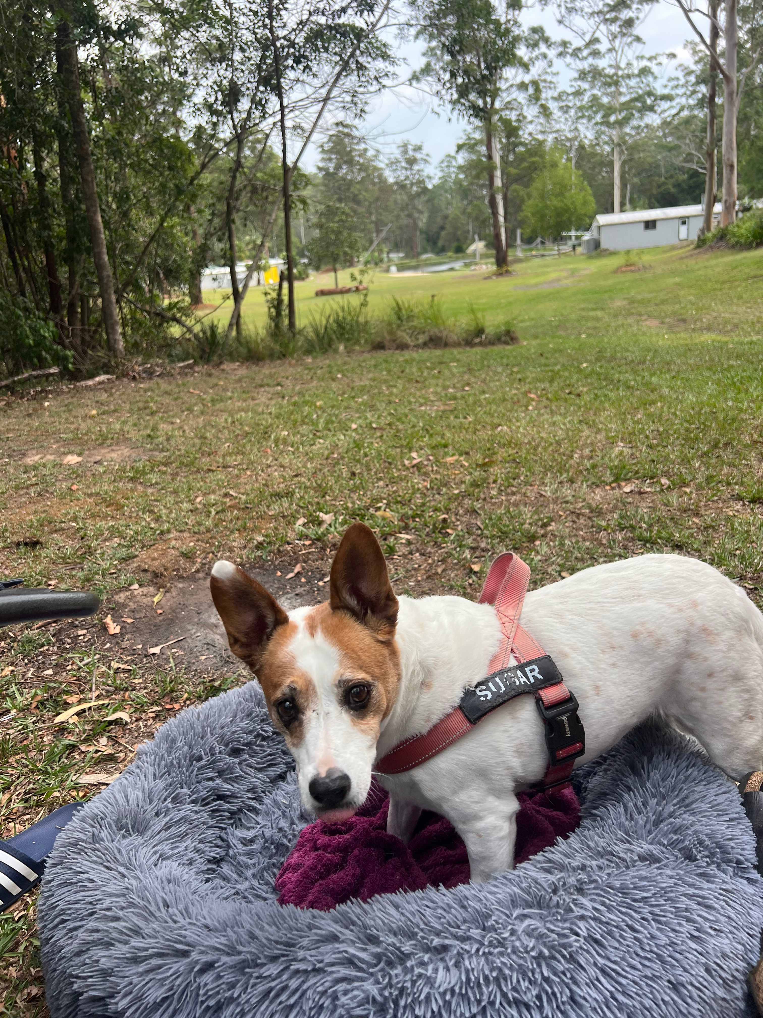 Delhuntie Park -Edens Canopy-