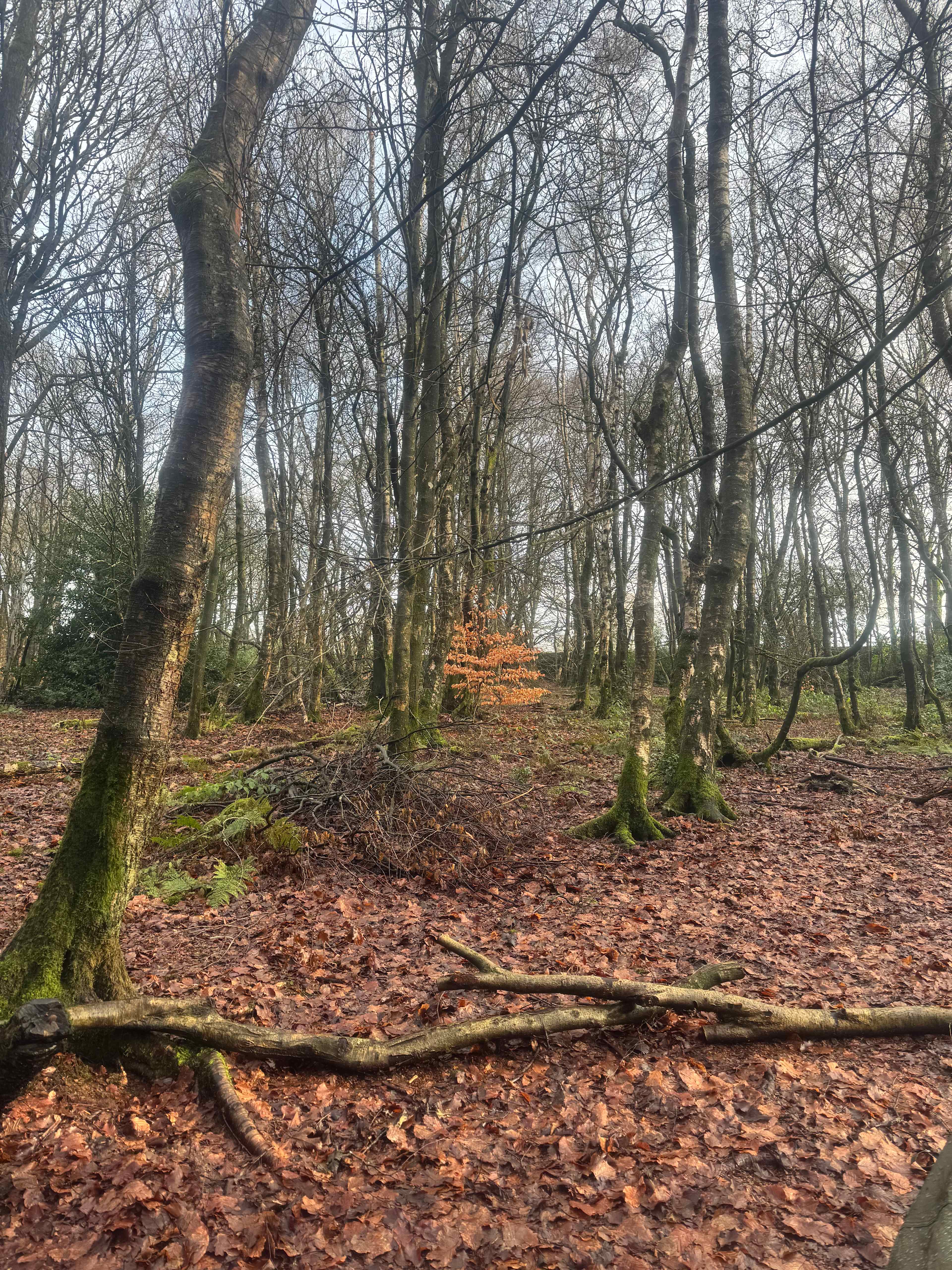 Woodsworth Exploring