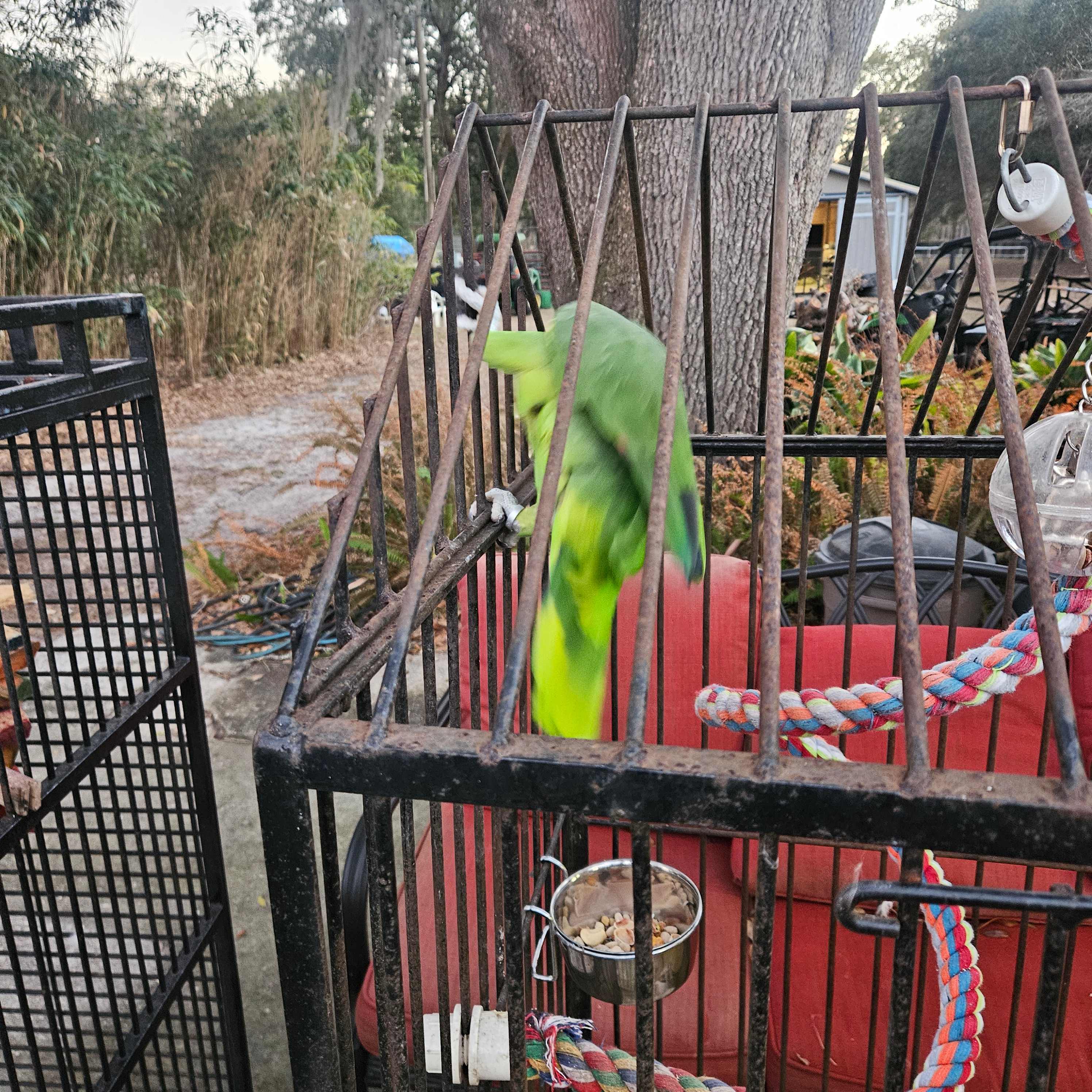 Shannon Trails bring your horses