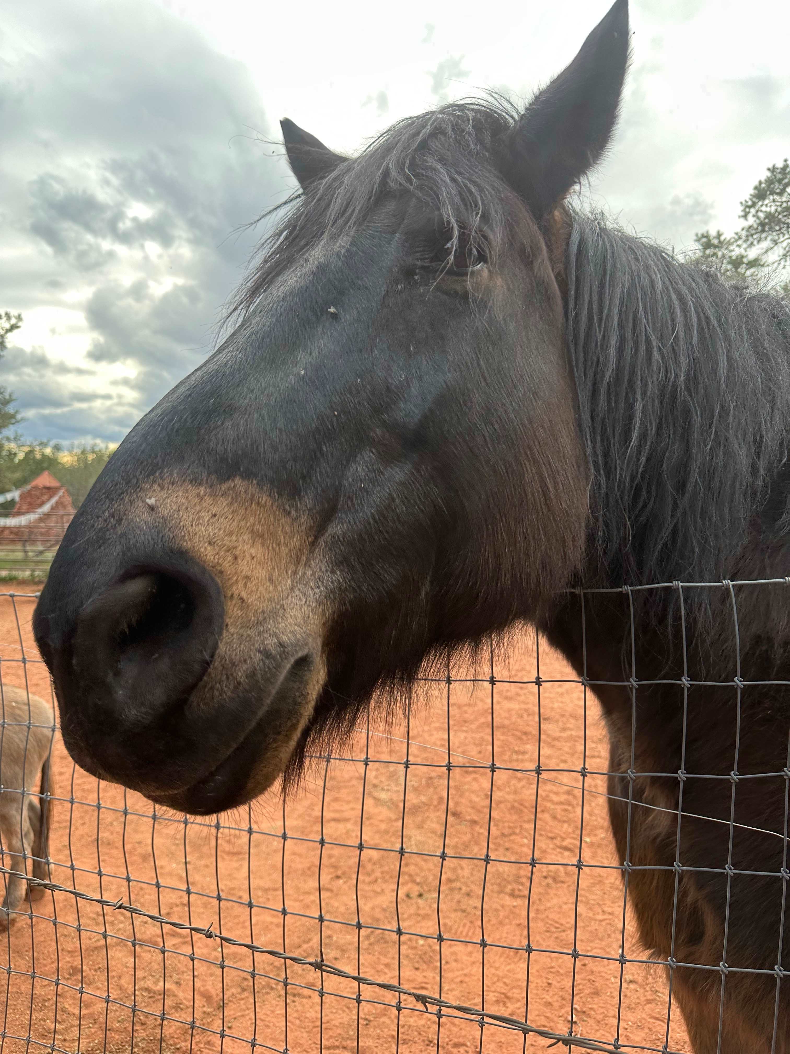 Red Rock Camp Horses Welcome