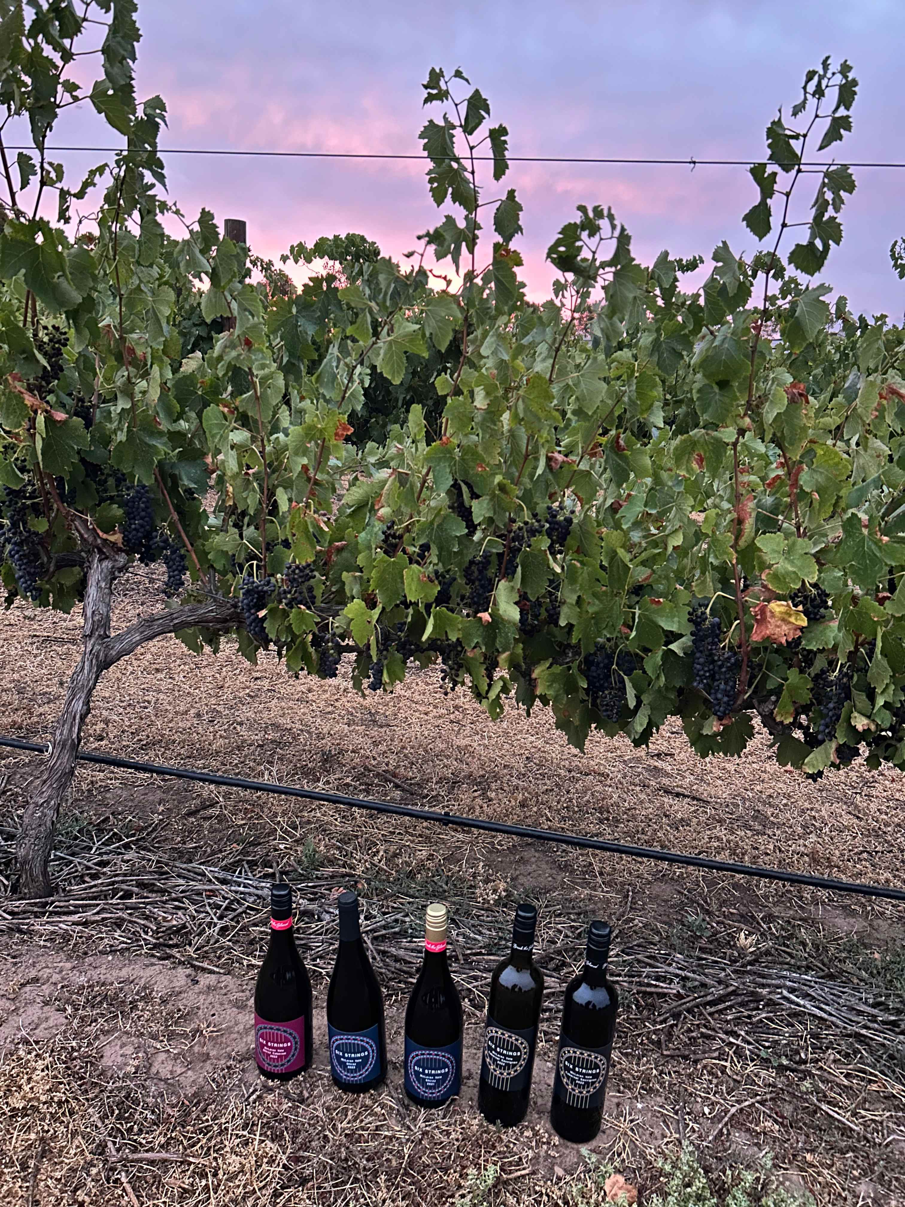 Six Strings - McLaren Vale Vineyard