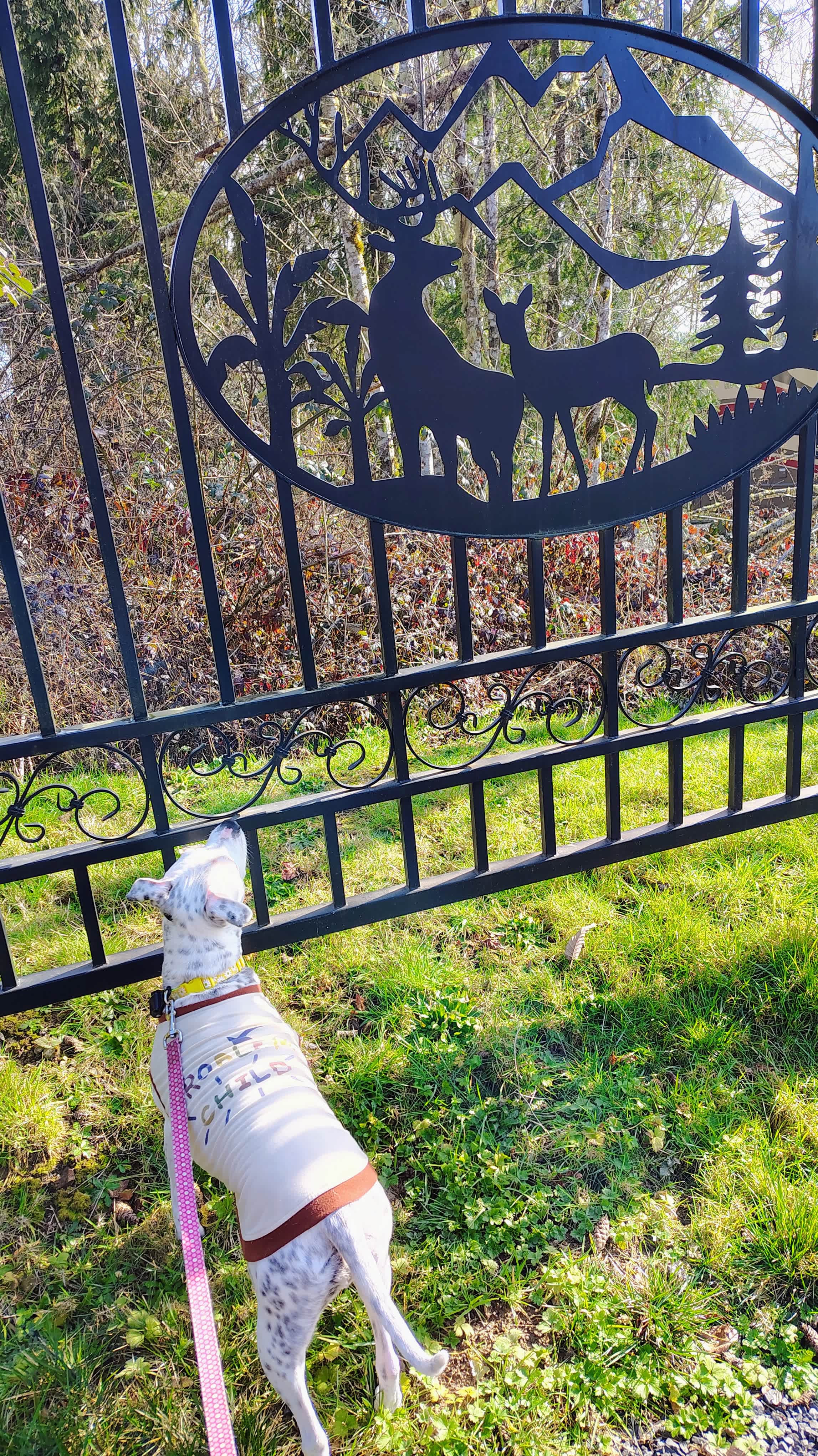 WOODED CAMPERS DELIGHT