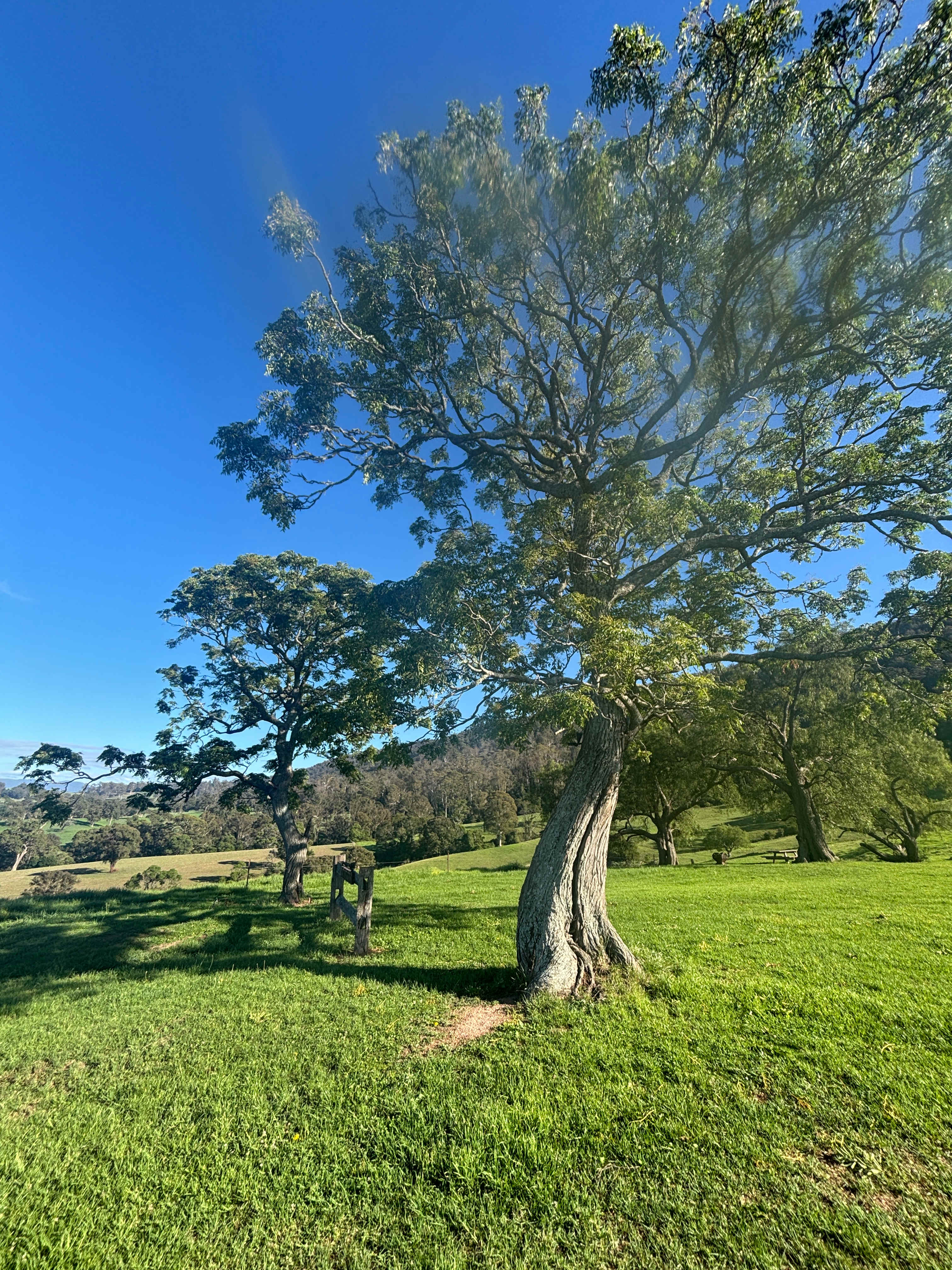 Sapphire Coast Dairy-Homestead