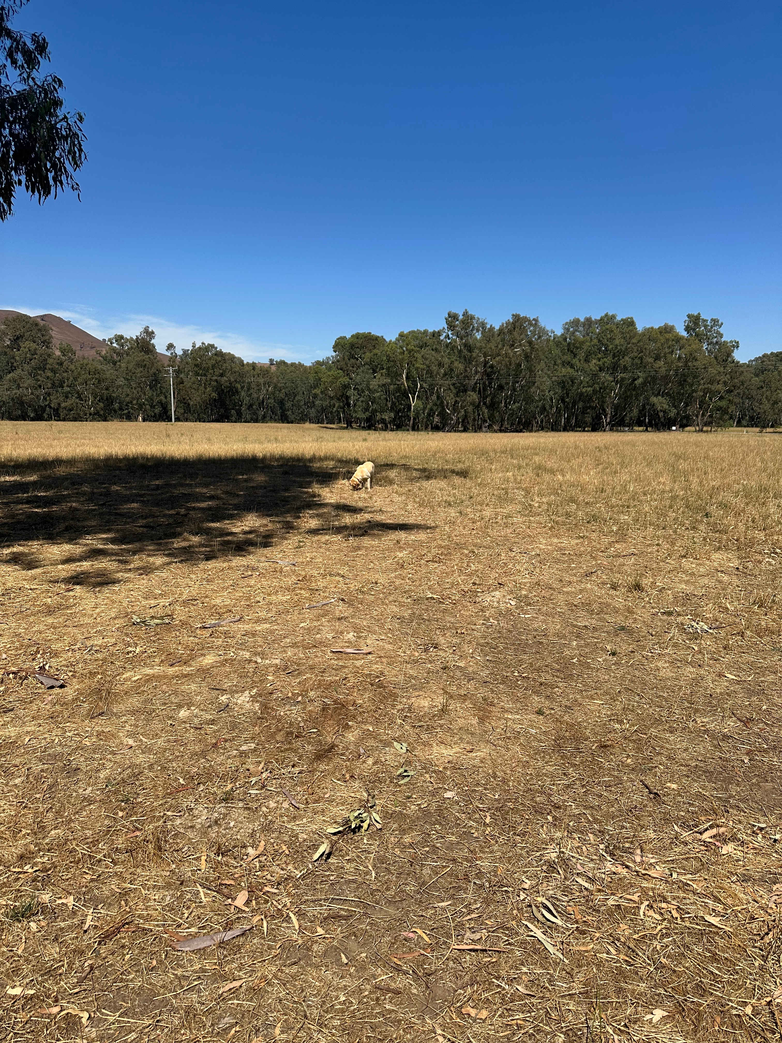 Riverside Goulburn River