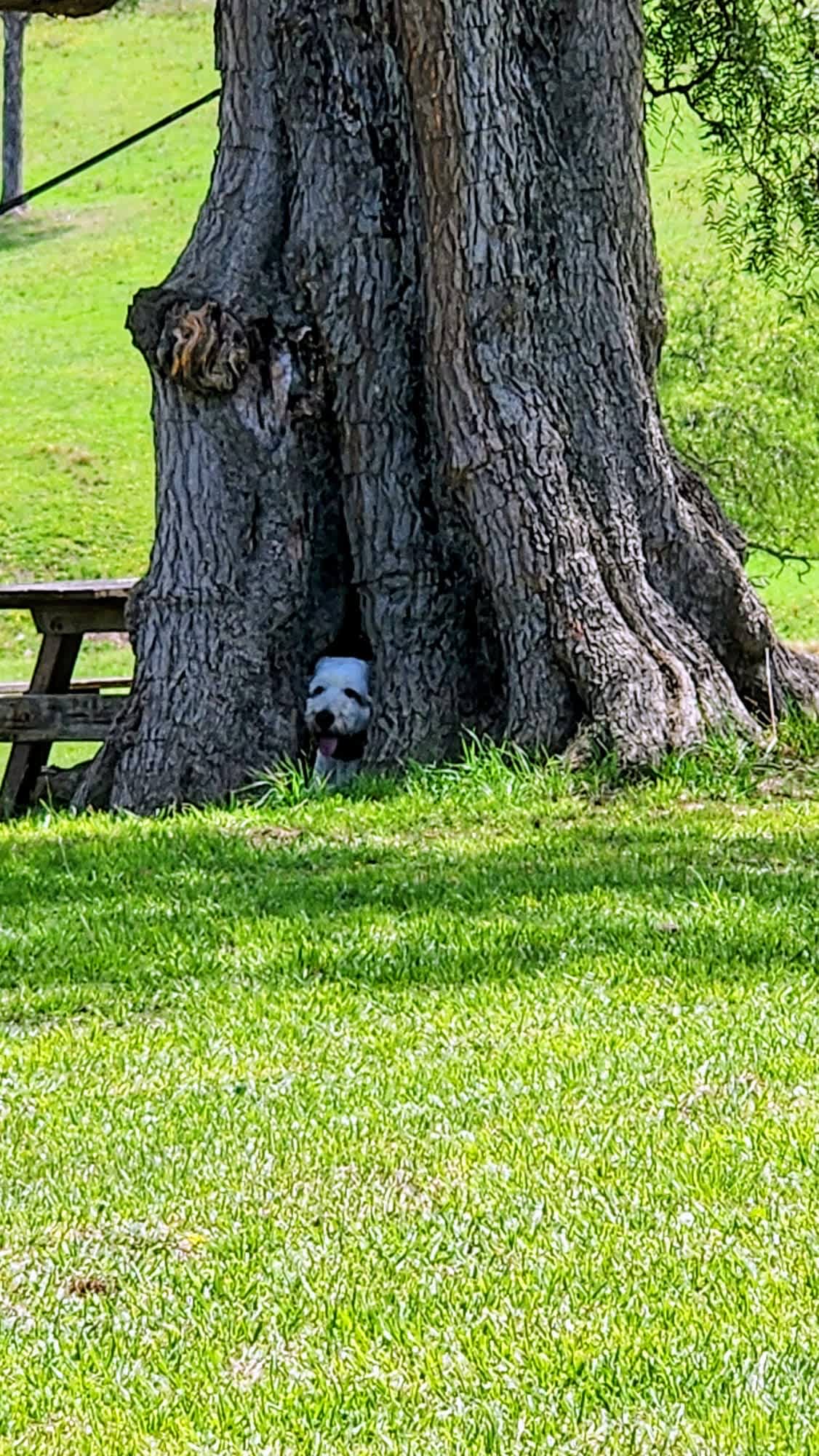 Sapphire Coast Dairy-Homestead