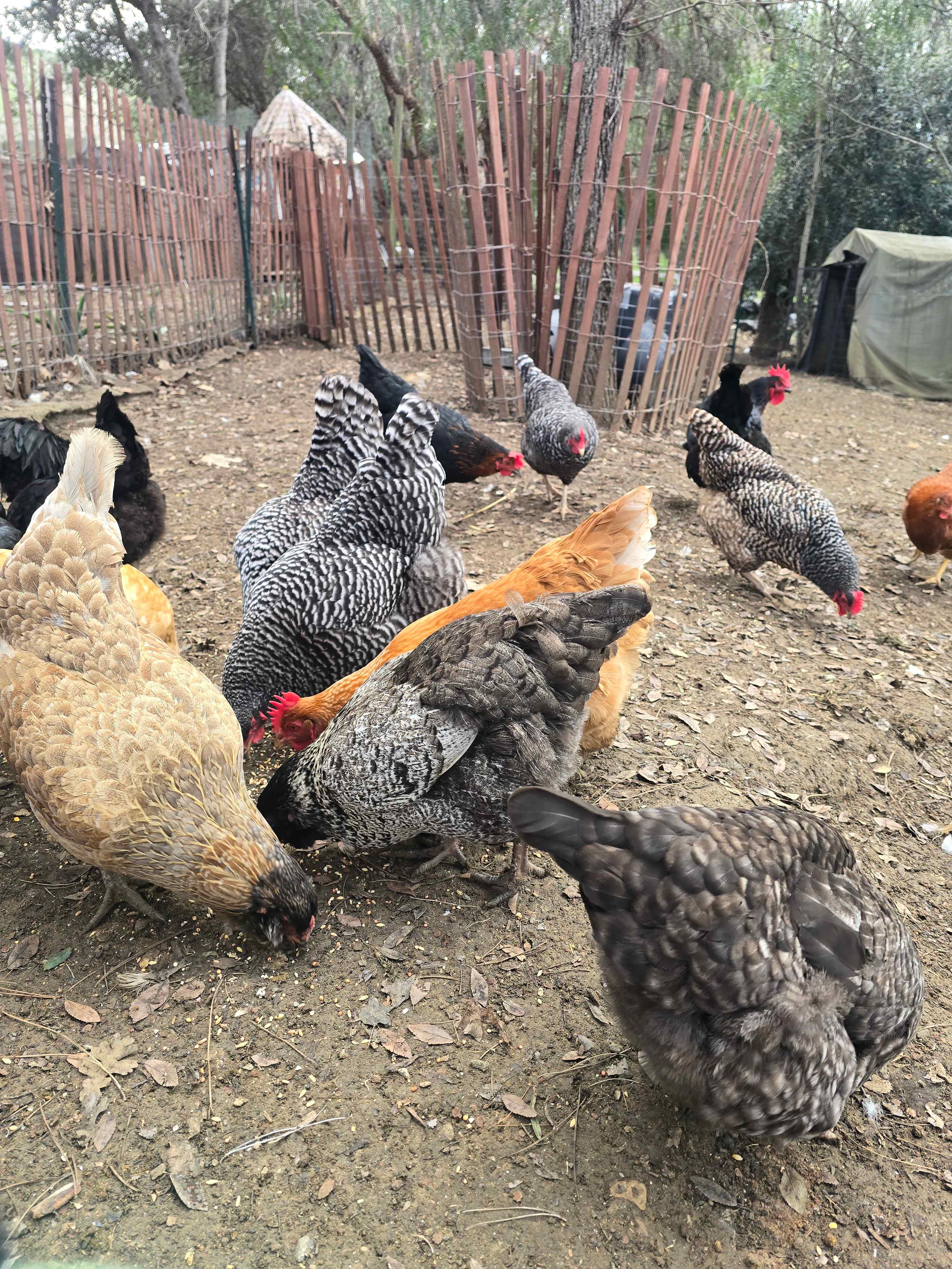 Freedog Farms @ Cactus Flower Ranch