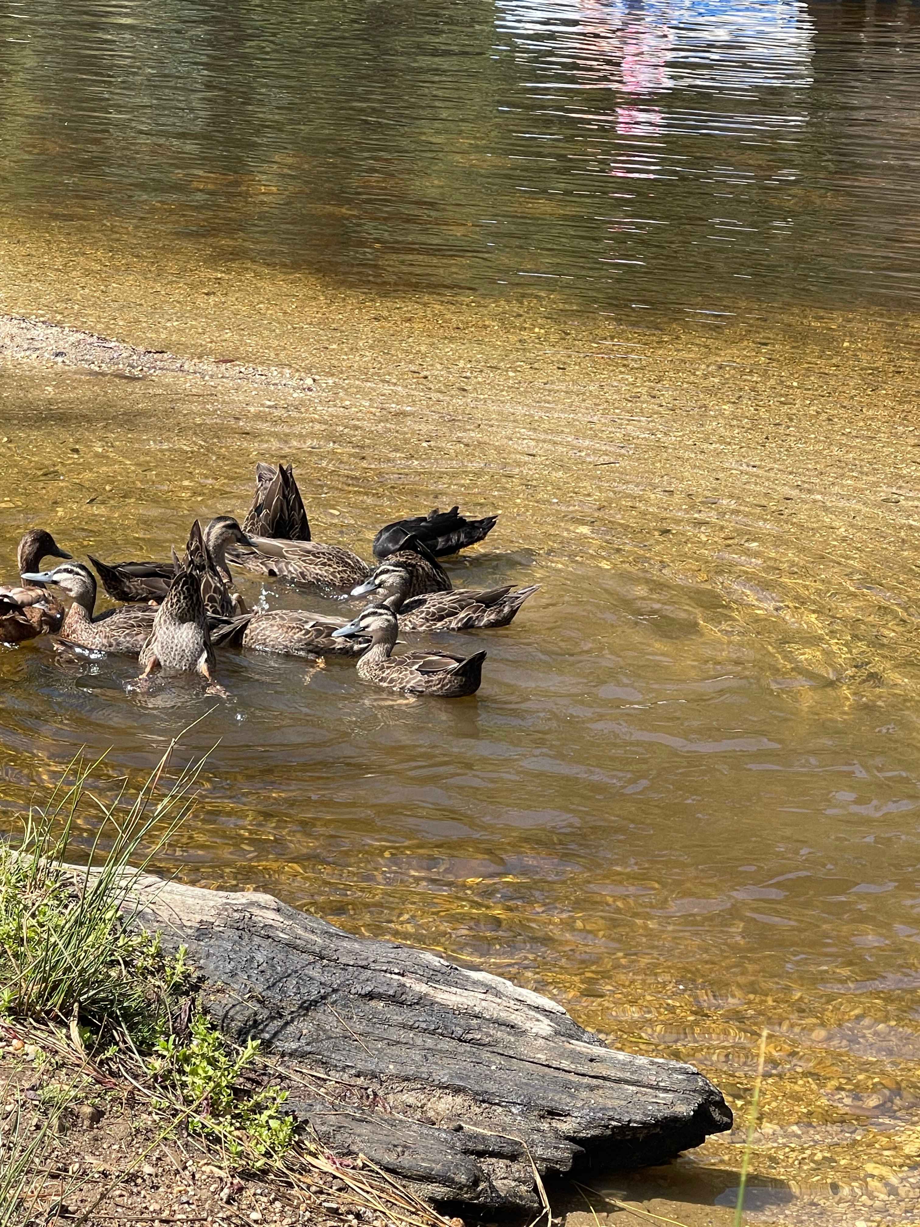 Inglis River Caravan and Camping