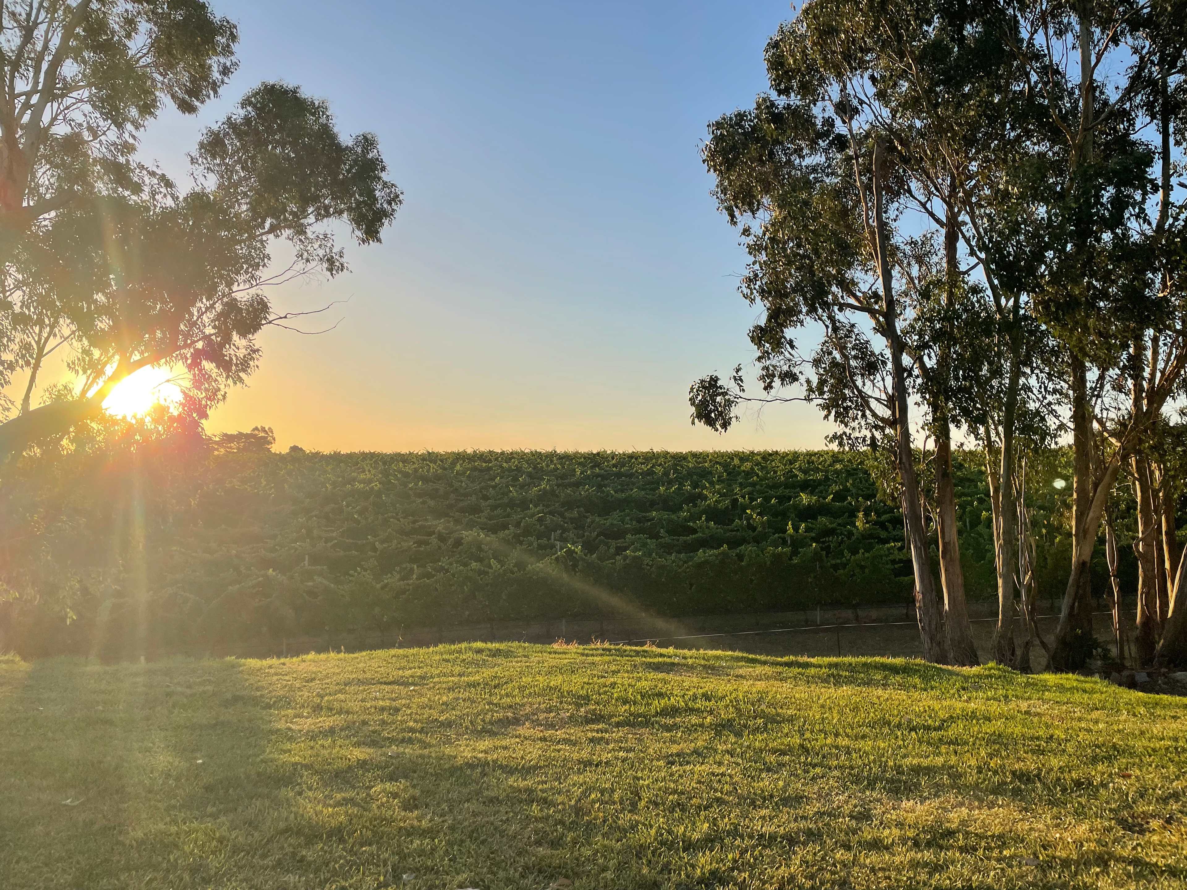 Yarra Valley Vineyard Views