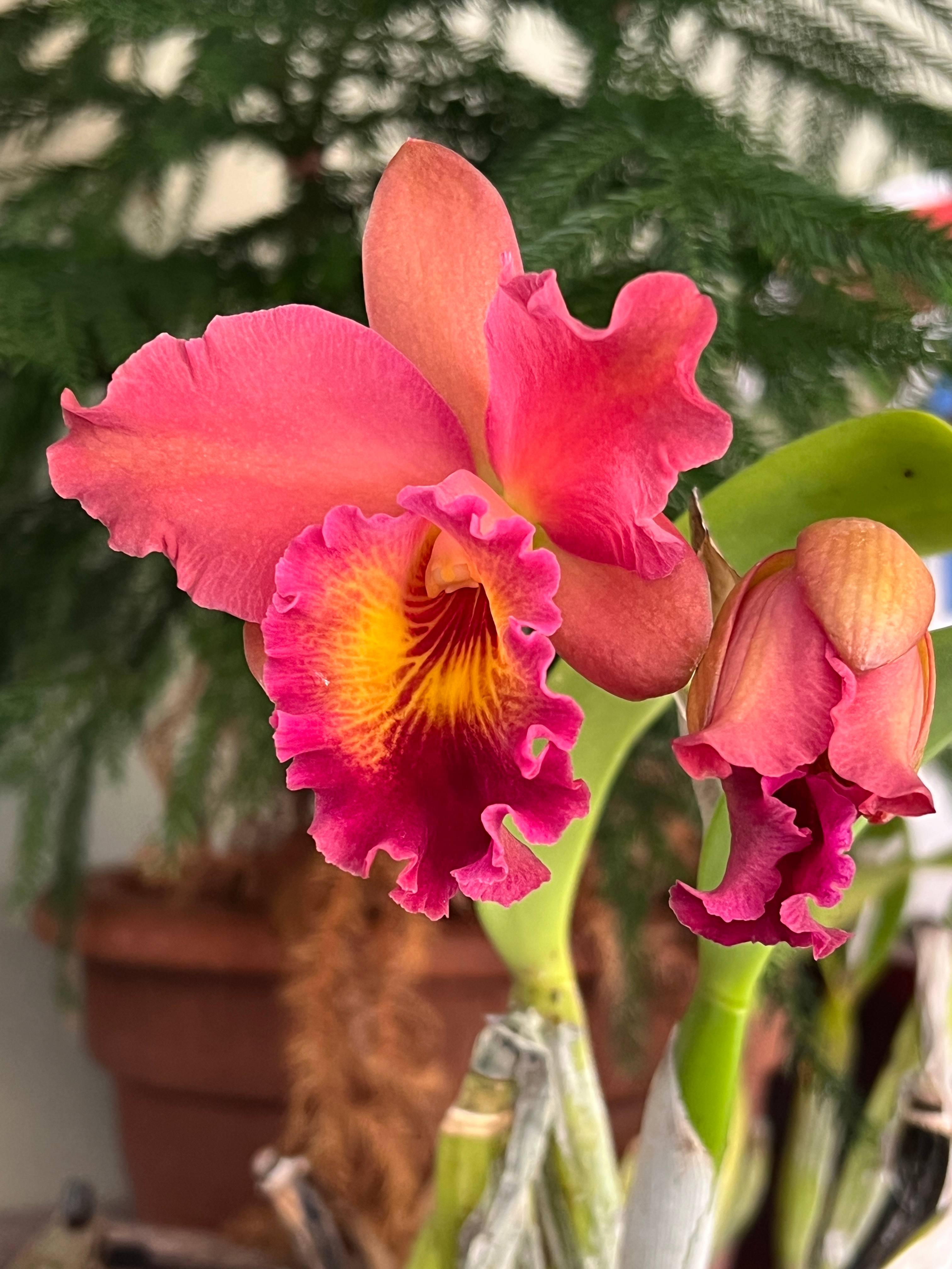 Beach Island Retreat Indialantic FL