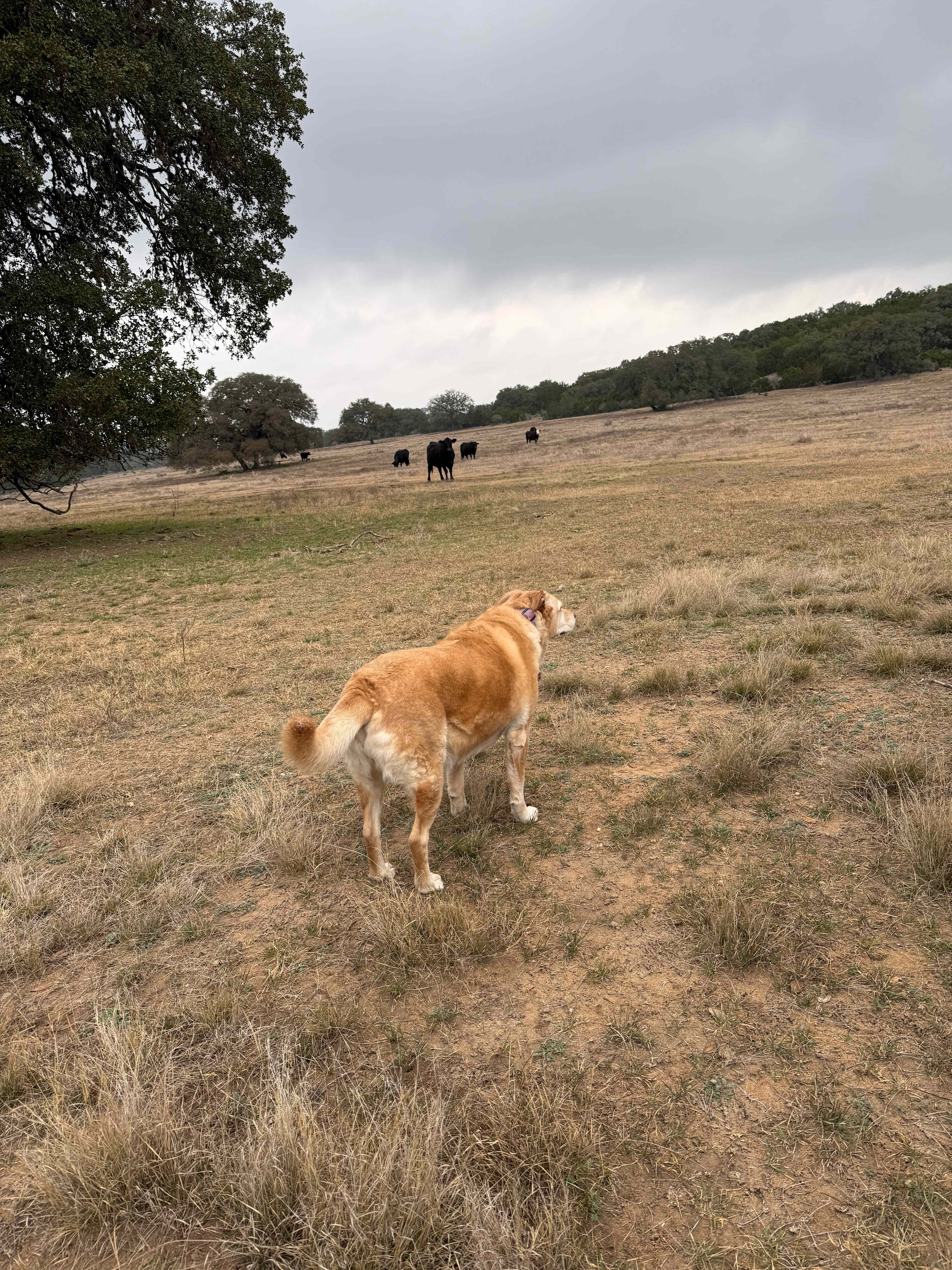 “Tonight’s “dog tax” is gonna be great! 