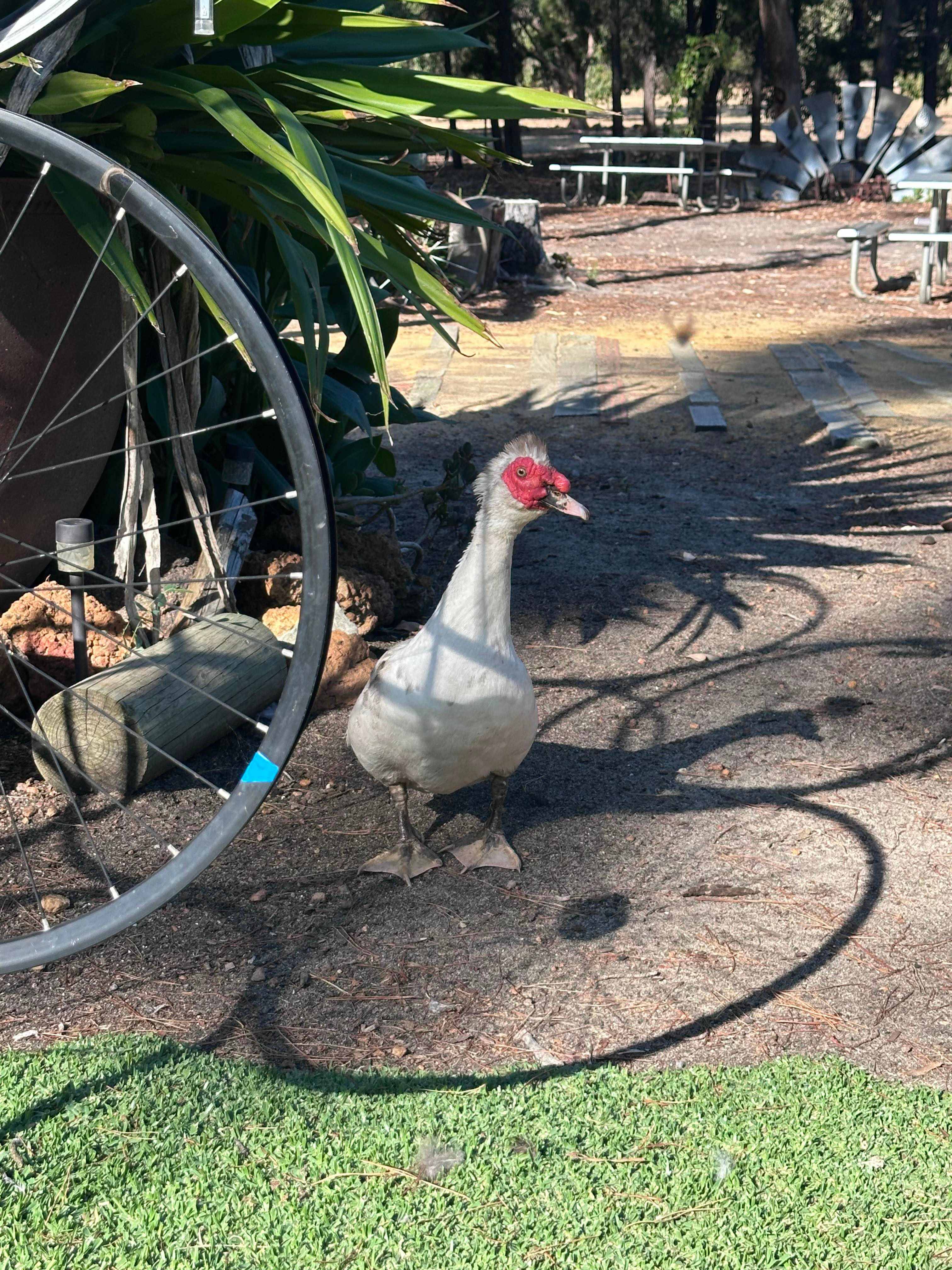 Little Eeden Farm Pine Camp