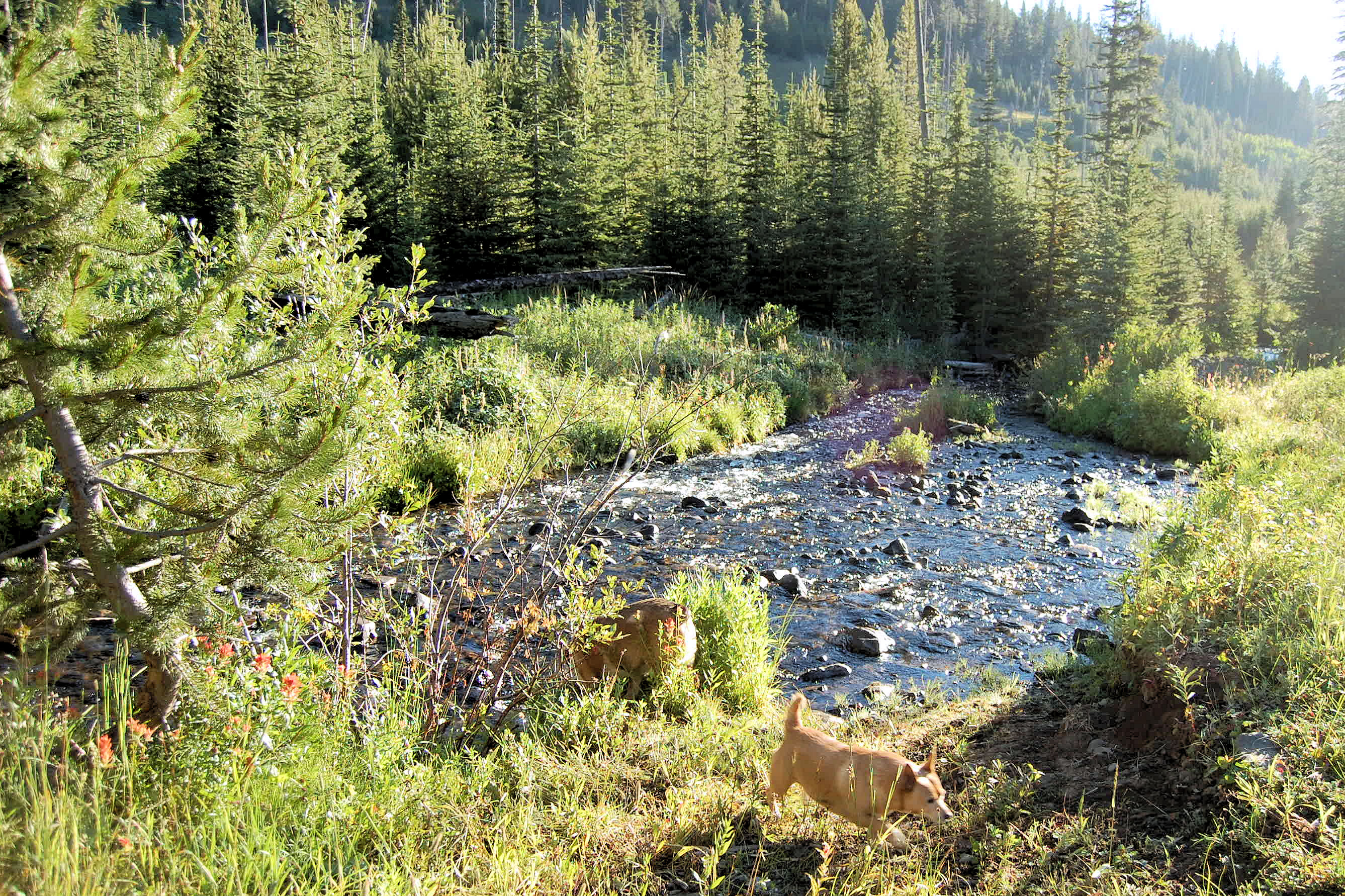 Picture of the site