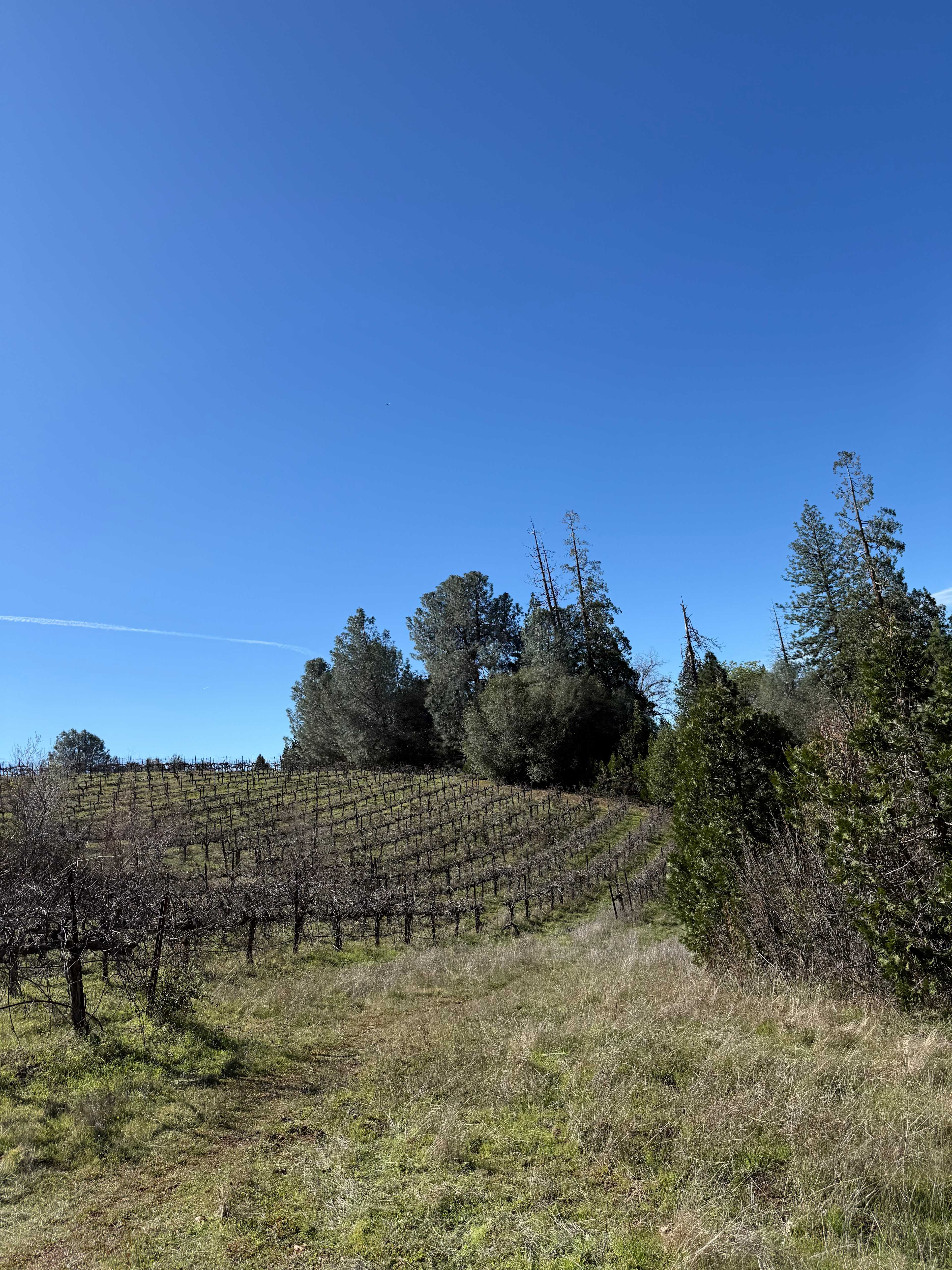 Camp 🏕 Gold Dust Vineyard