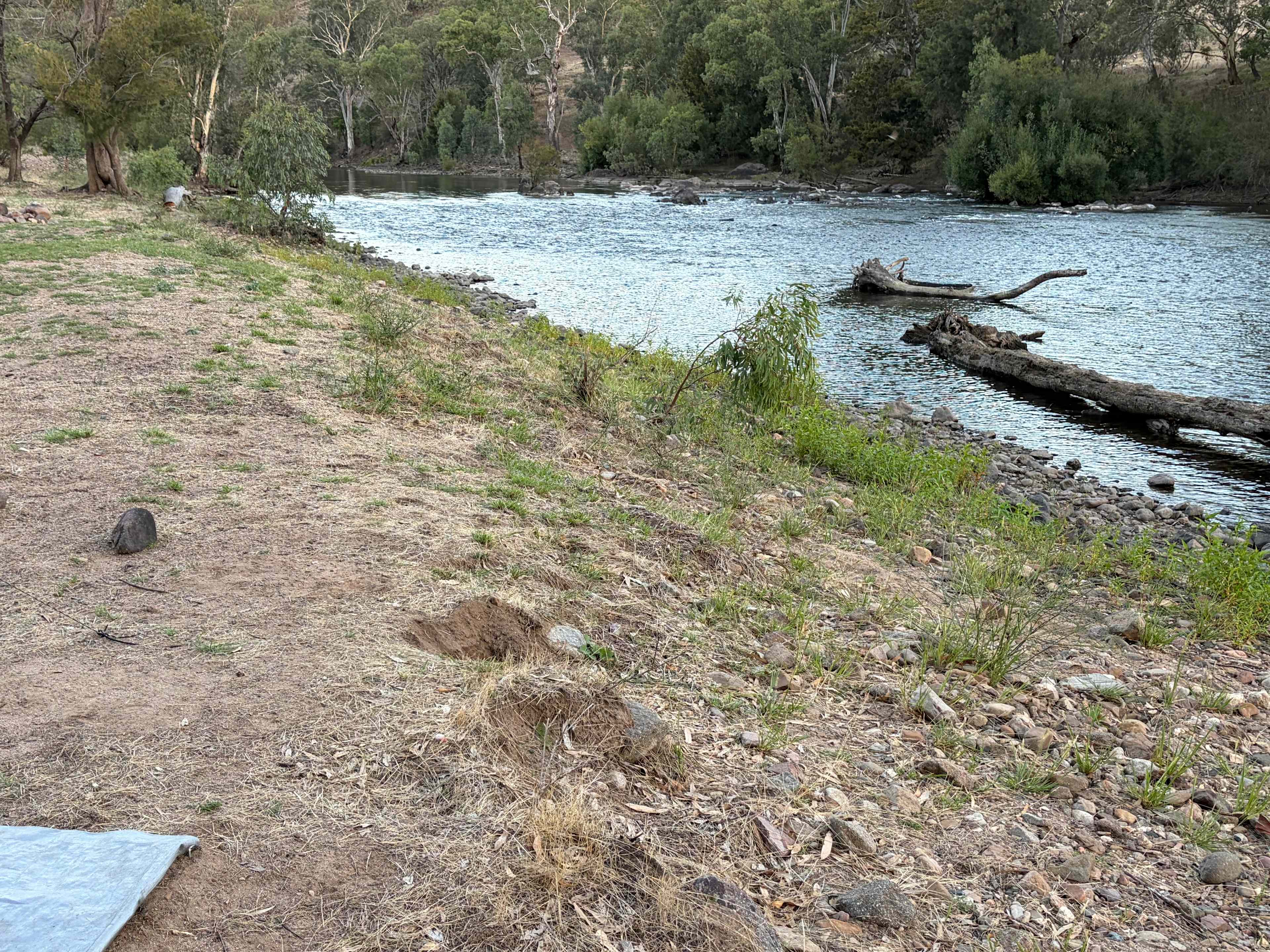 Jarabin on the Murrumbidgee