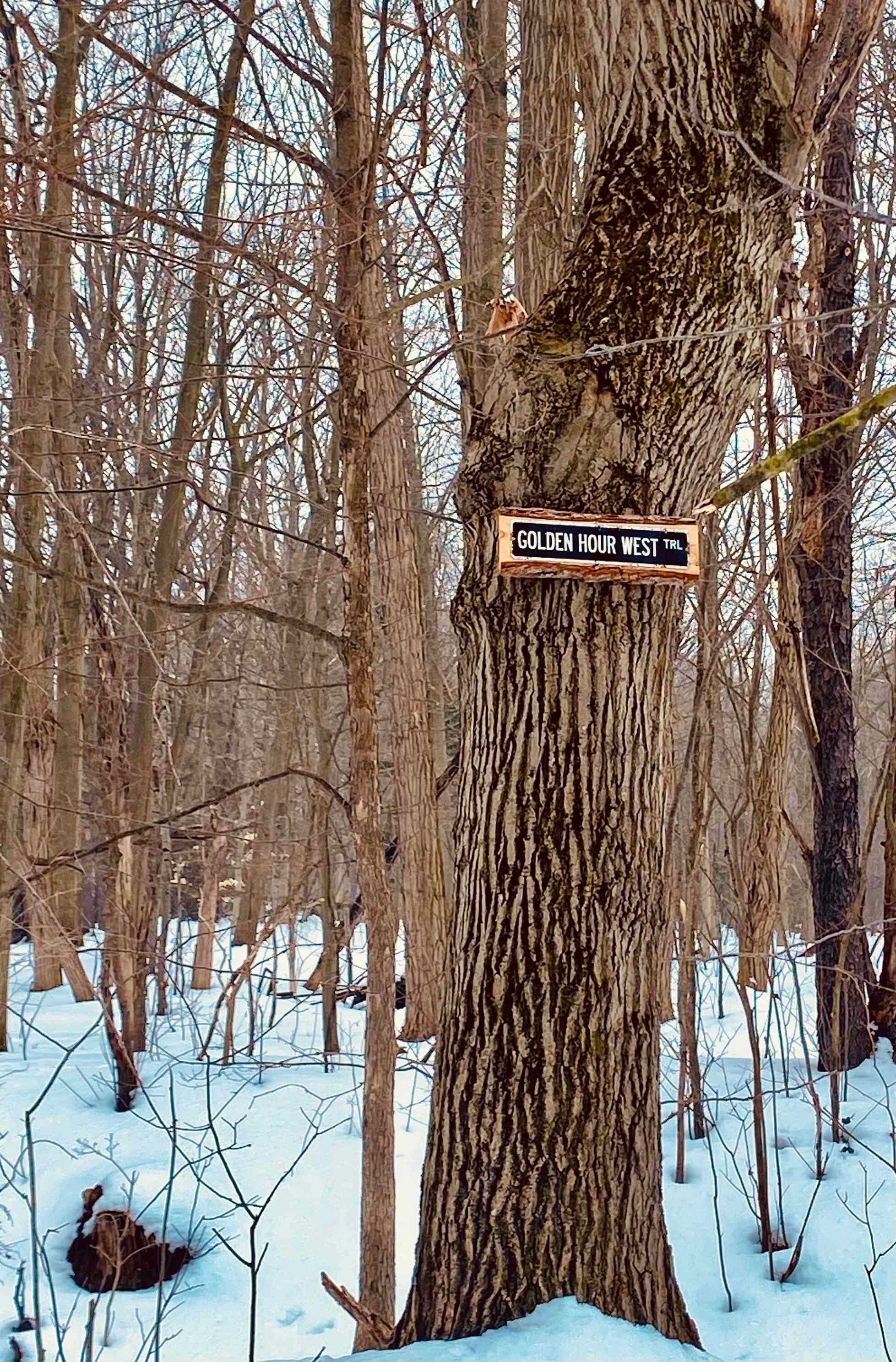 Hiking through the woods behind the cabin