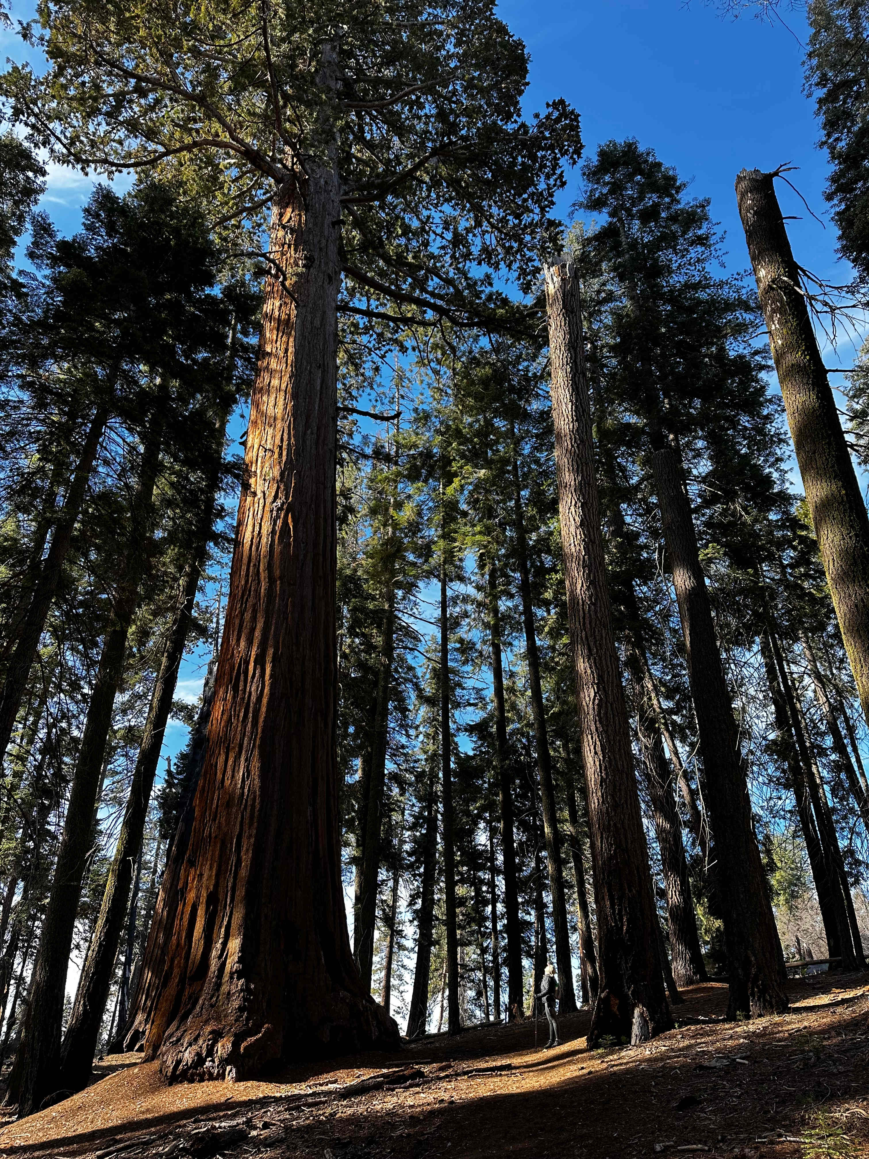 Five Fours Camp in Three Rivers