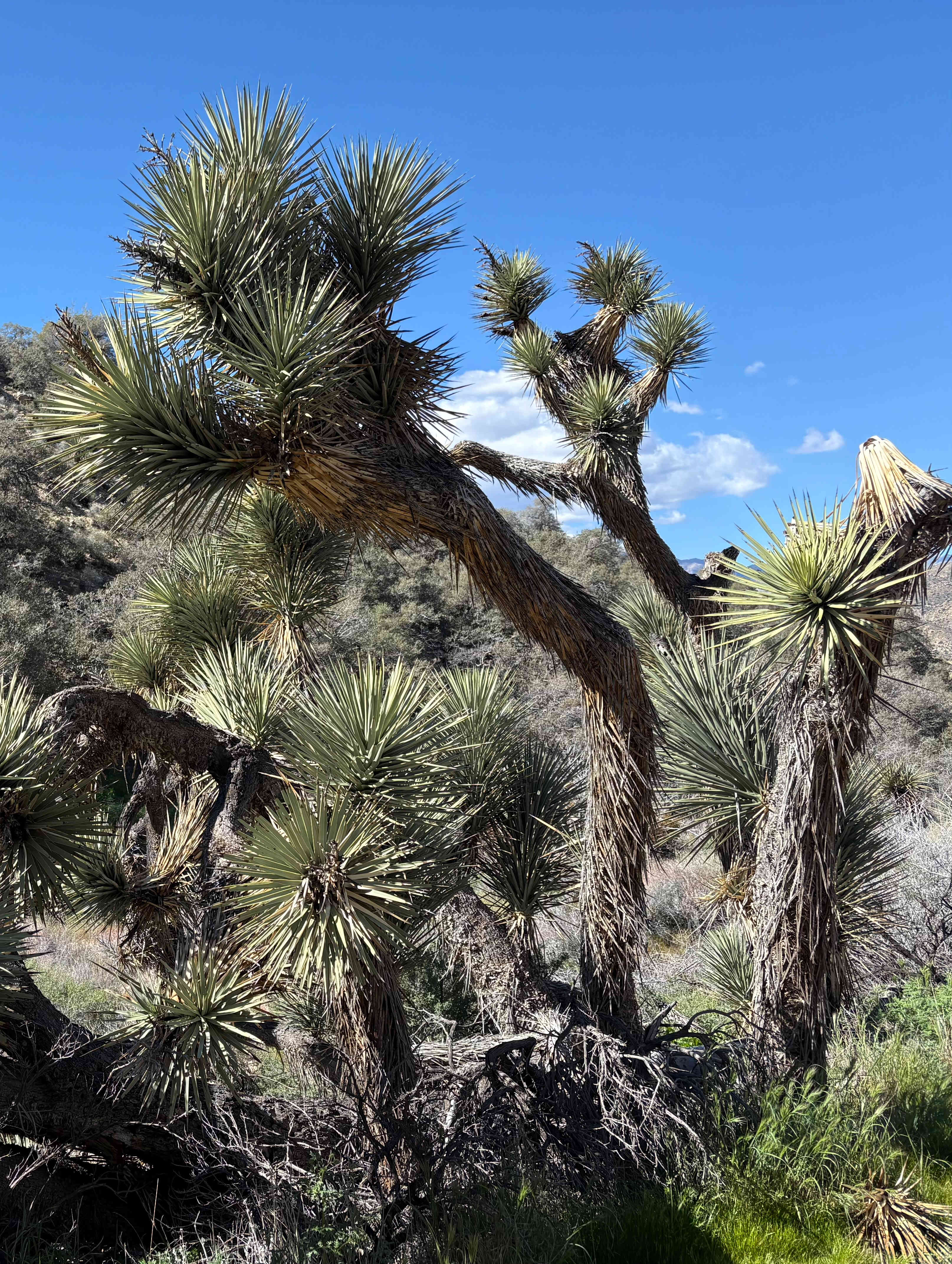 High Desert Protocol