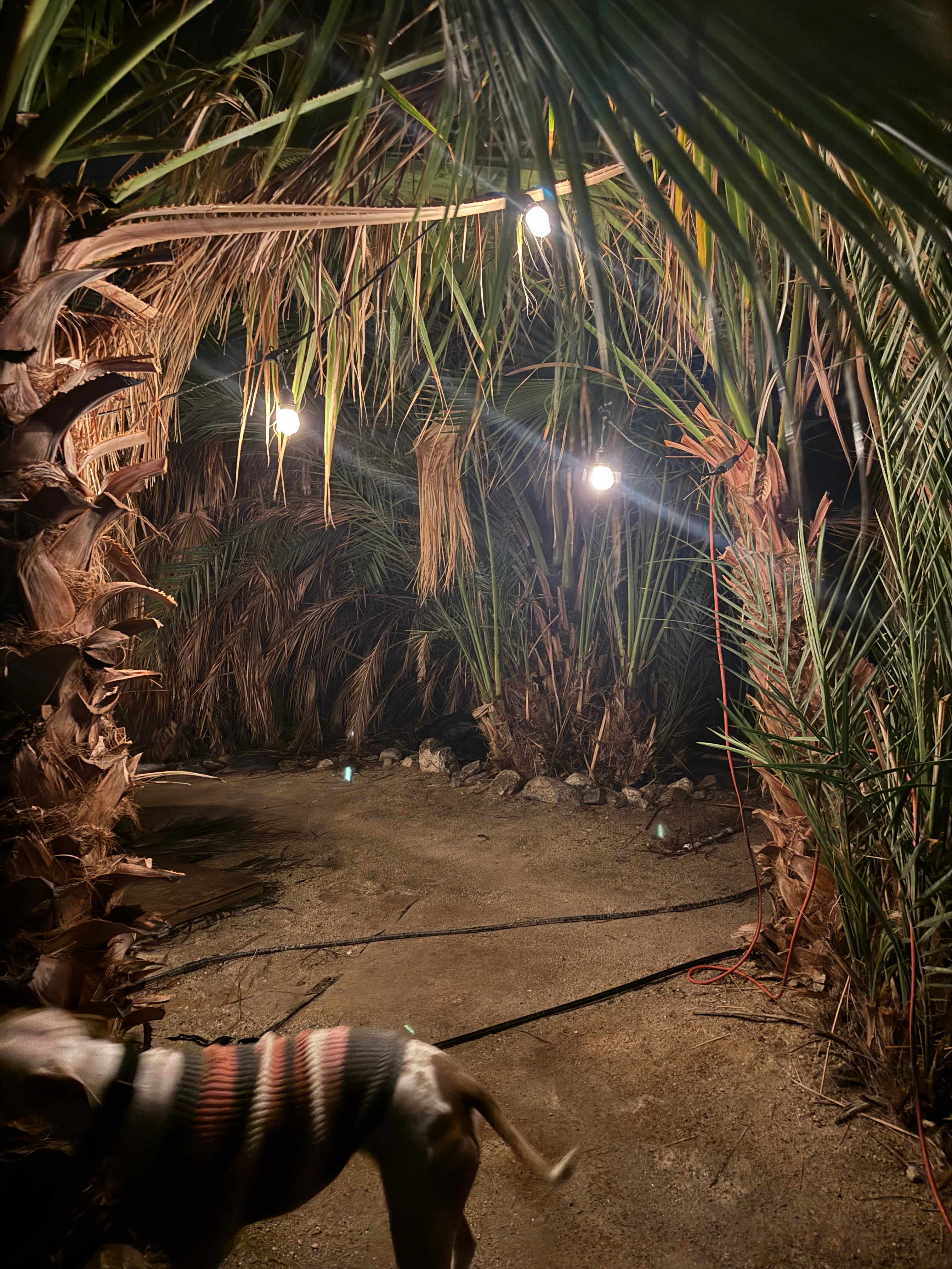 Mineral Spring Date Farm