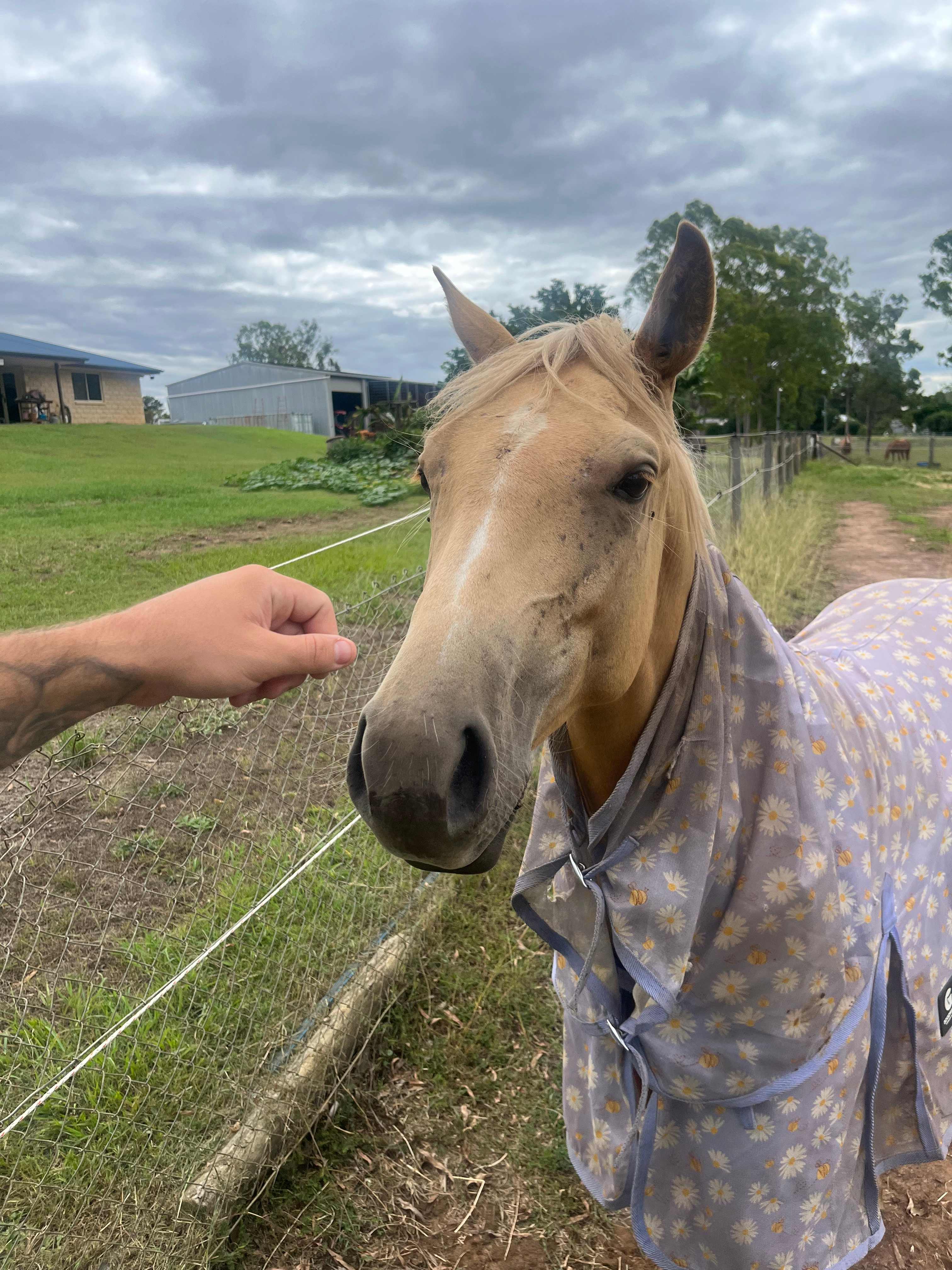 Sunrise Quarter Horse Stud