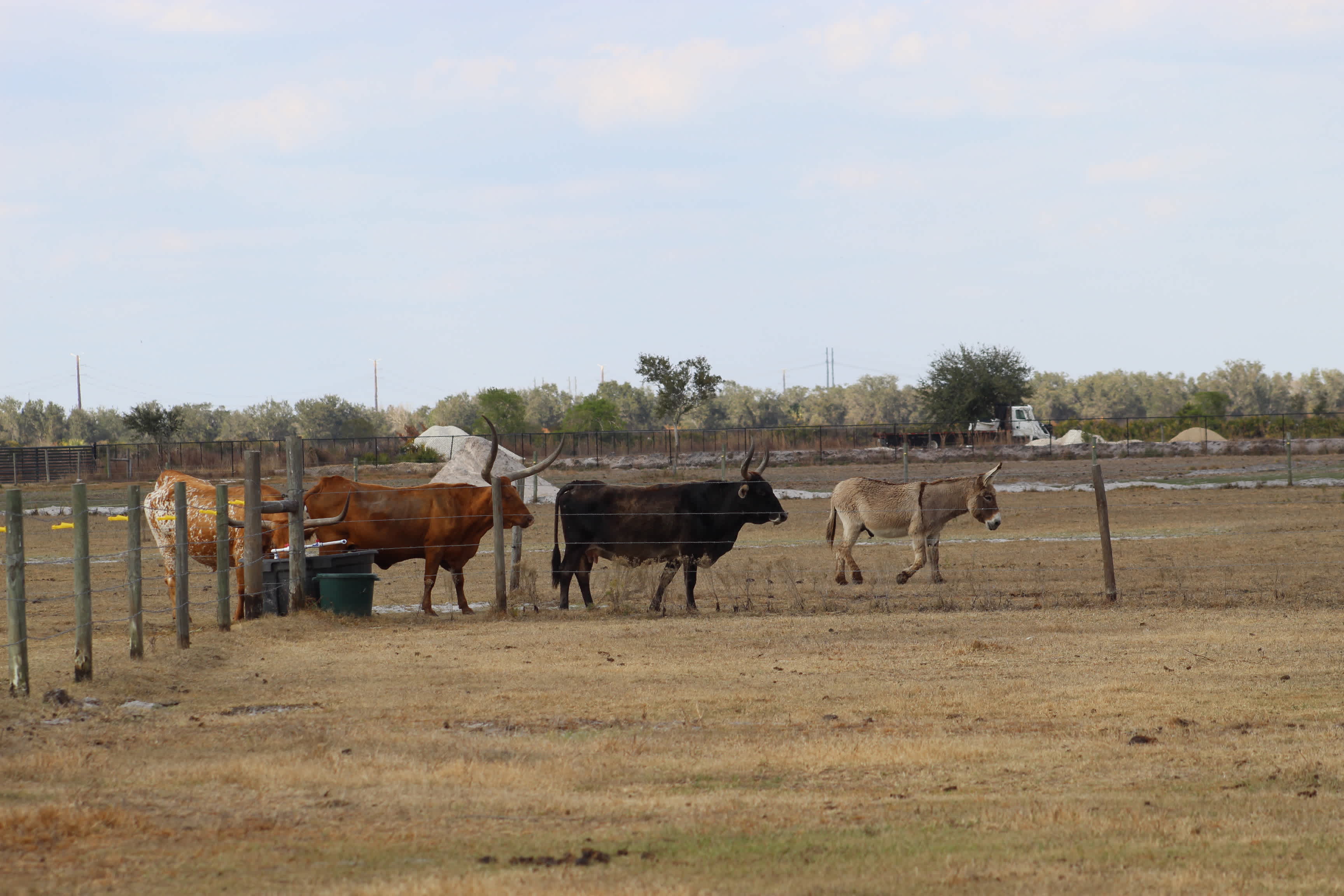 Silver Bullet Stables