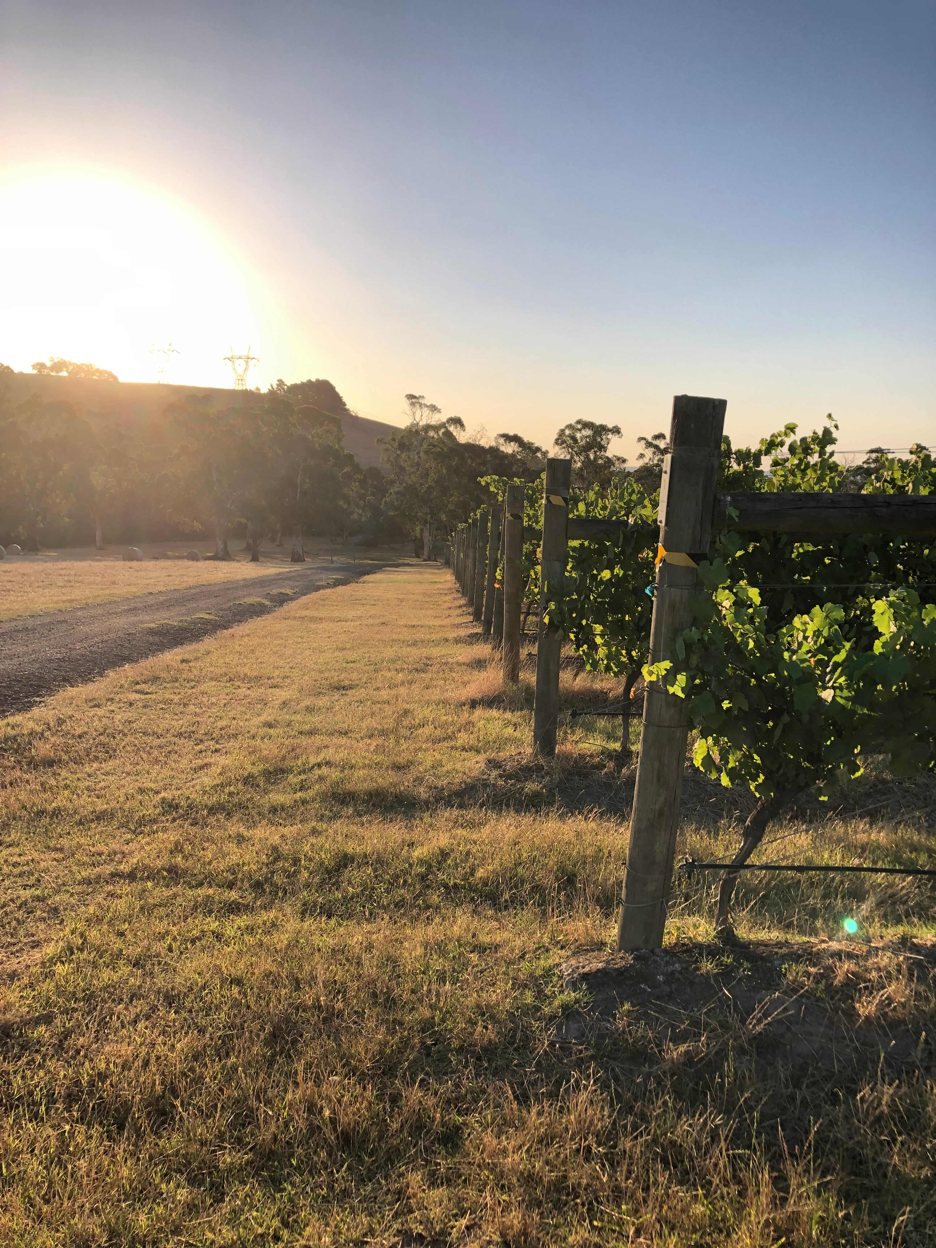 Yarra Valley Vineyard Views