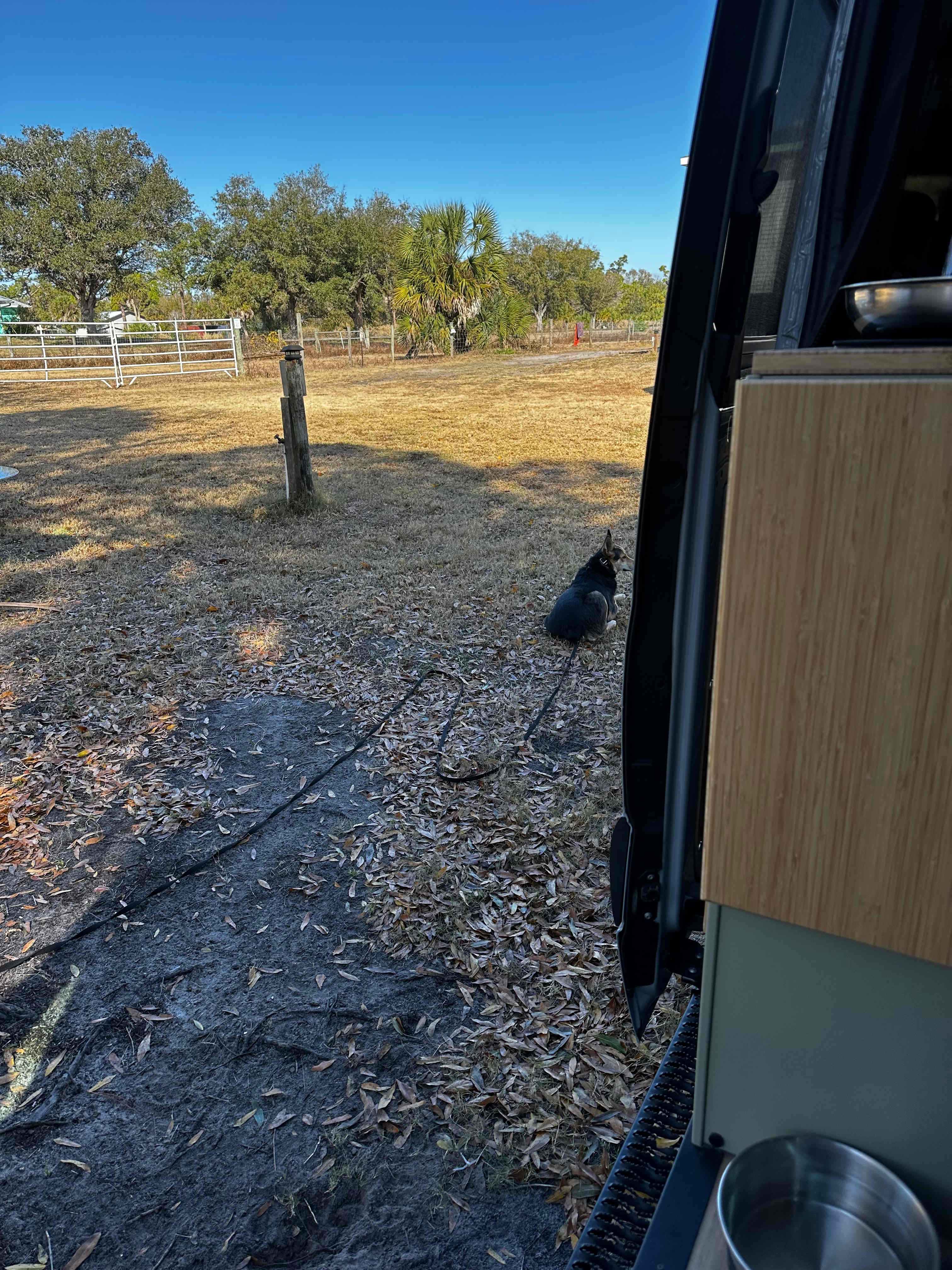 My dog Niko enjoying our site