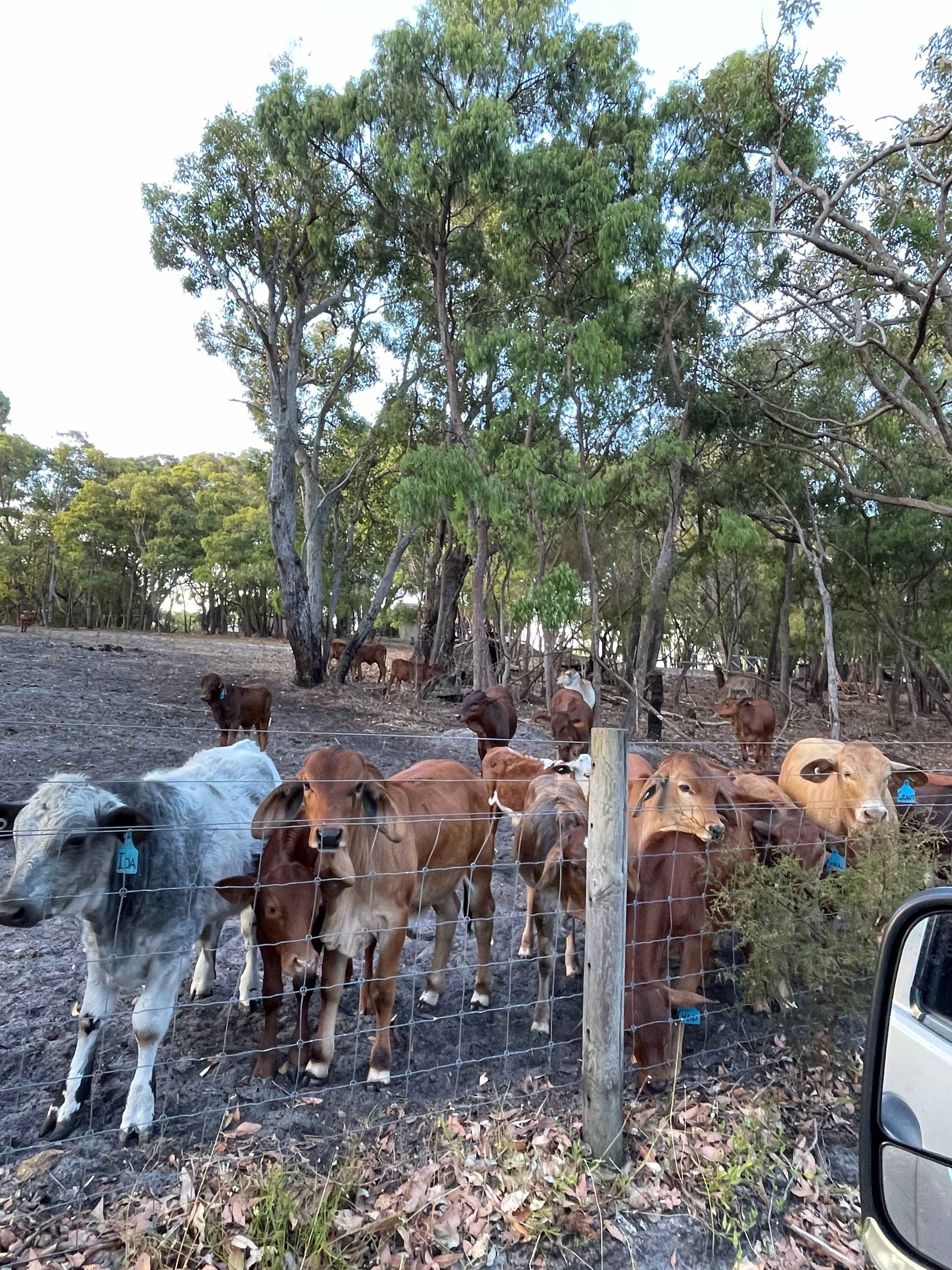 Got to see some cute baby cows on the way in 🐮 