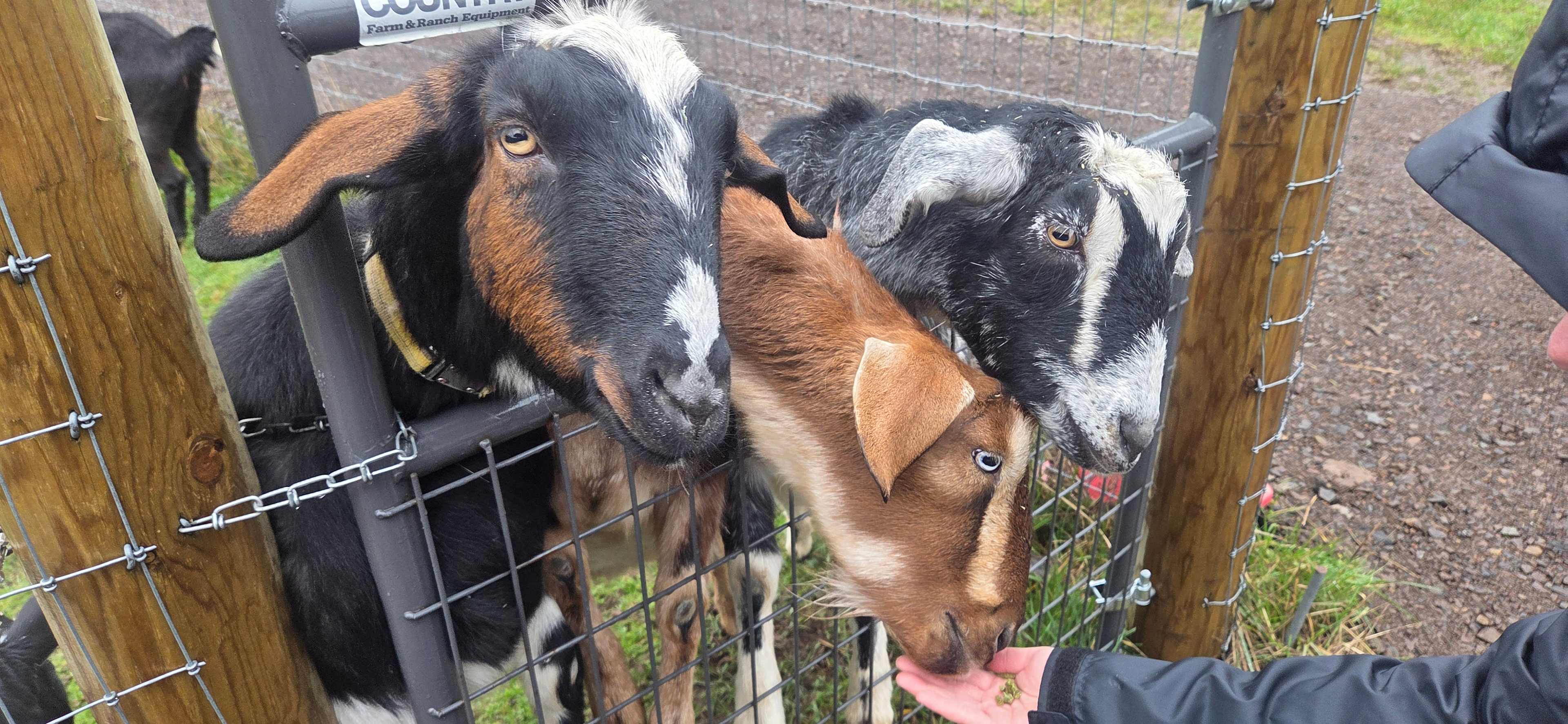 Loved feeding the goats 
