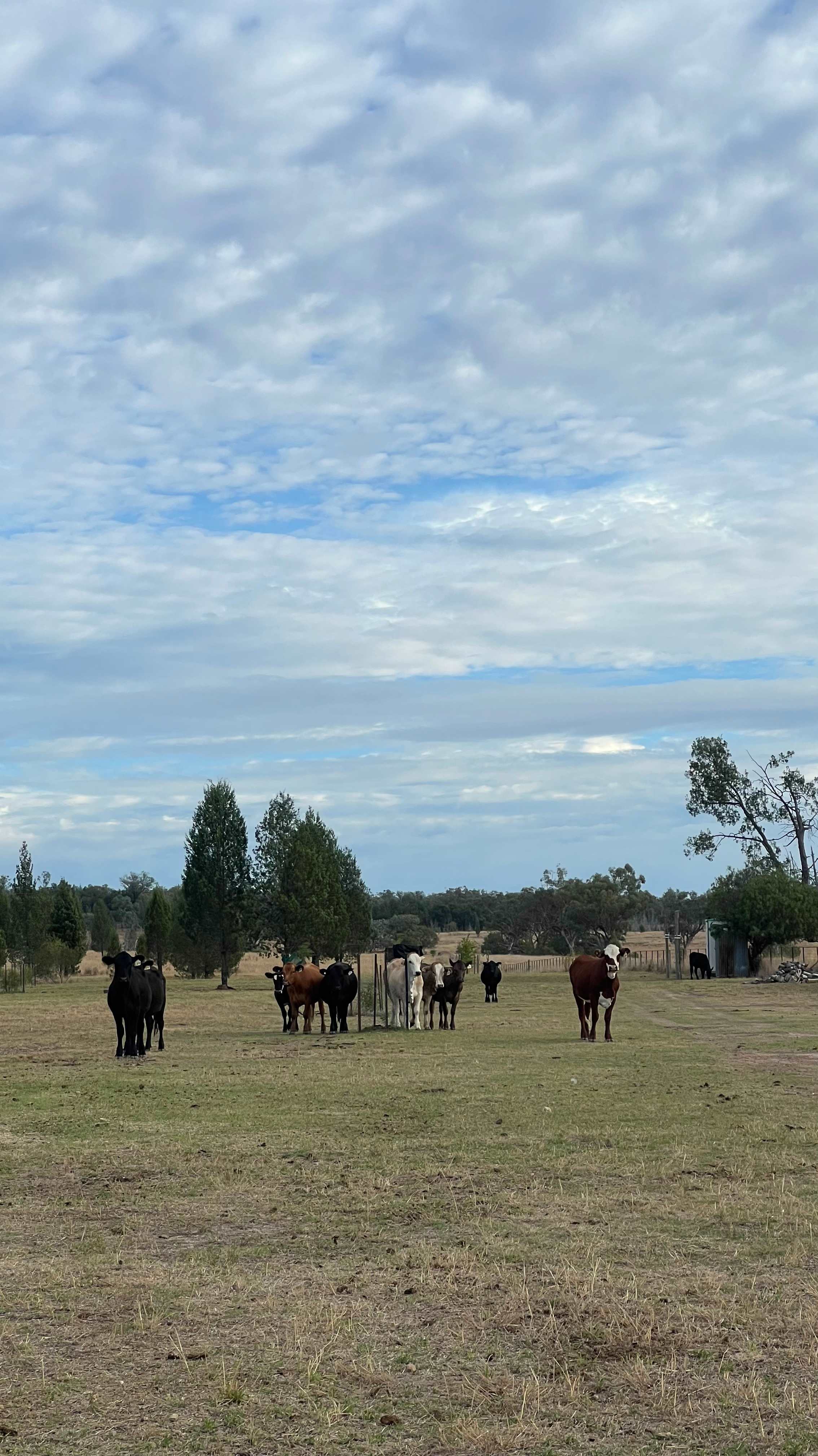 Curious cattle came to say g’day