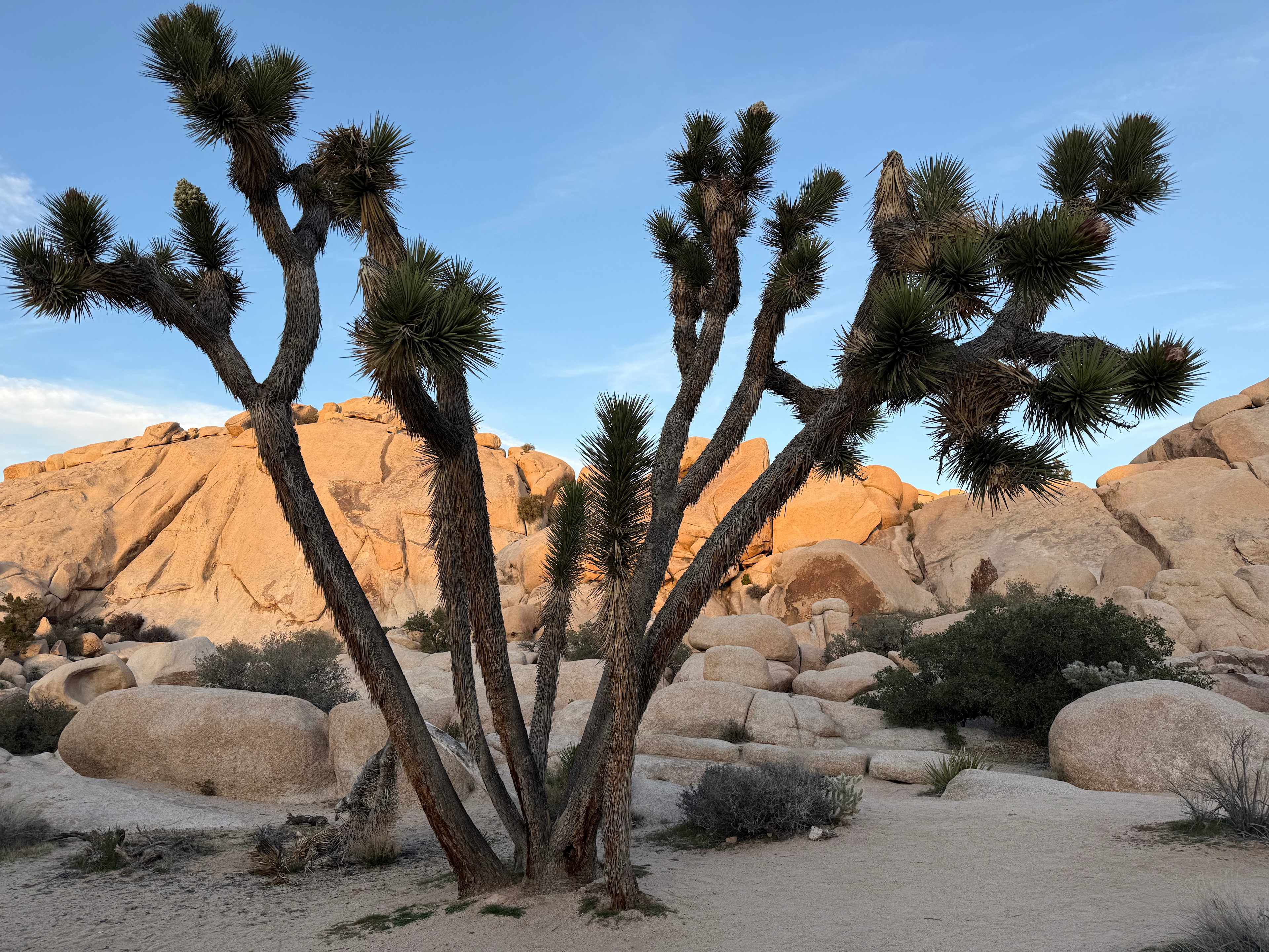Loved the easy access to Joshua Tree