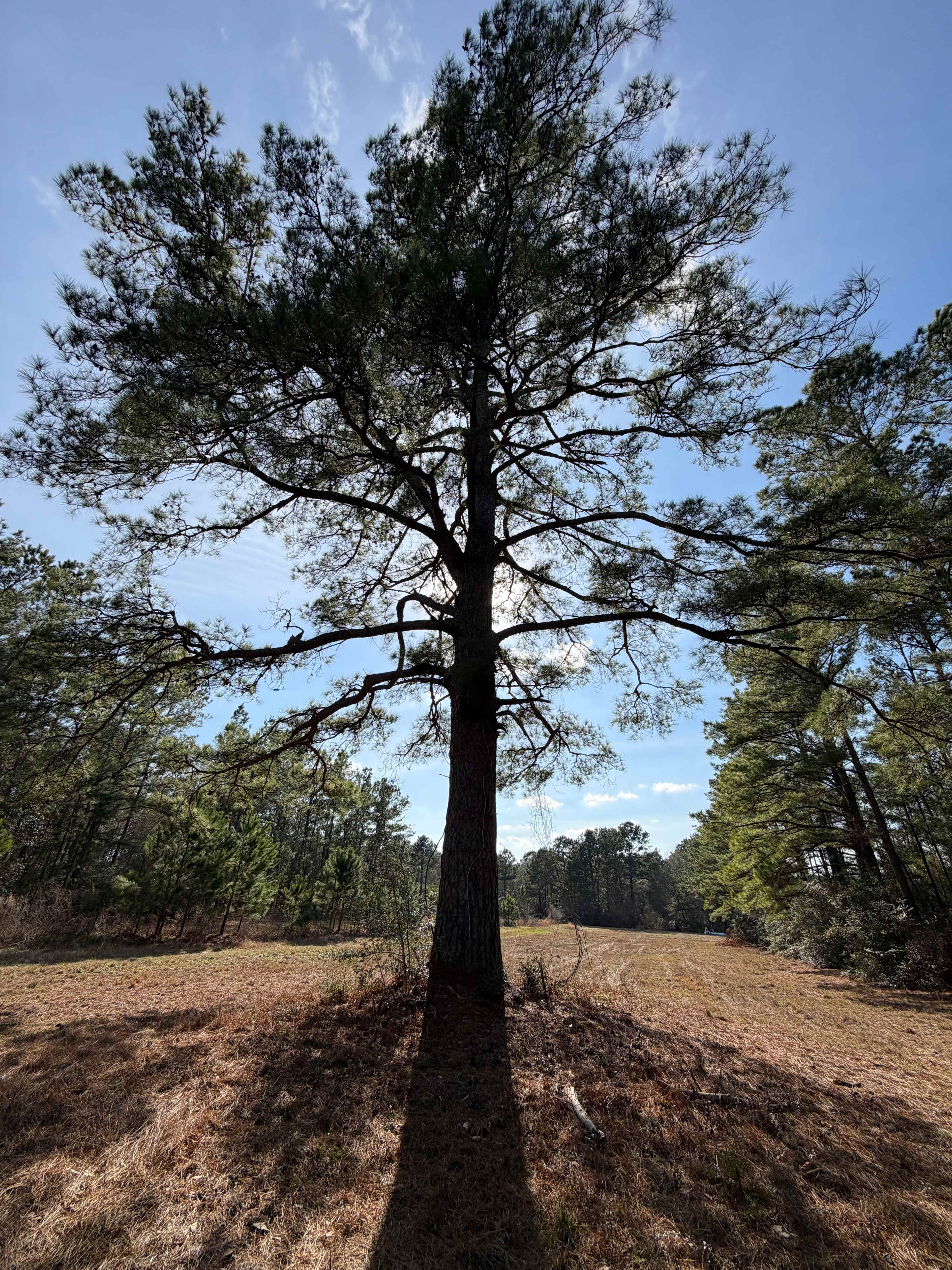 Space Enough for Everything!