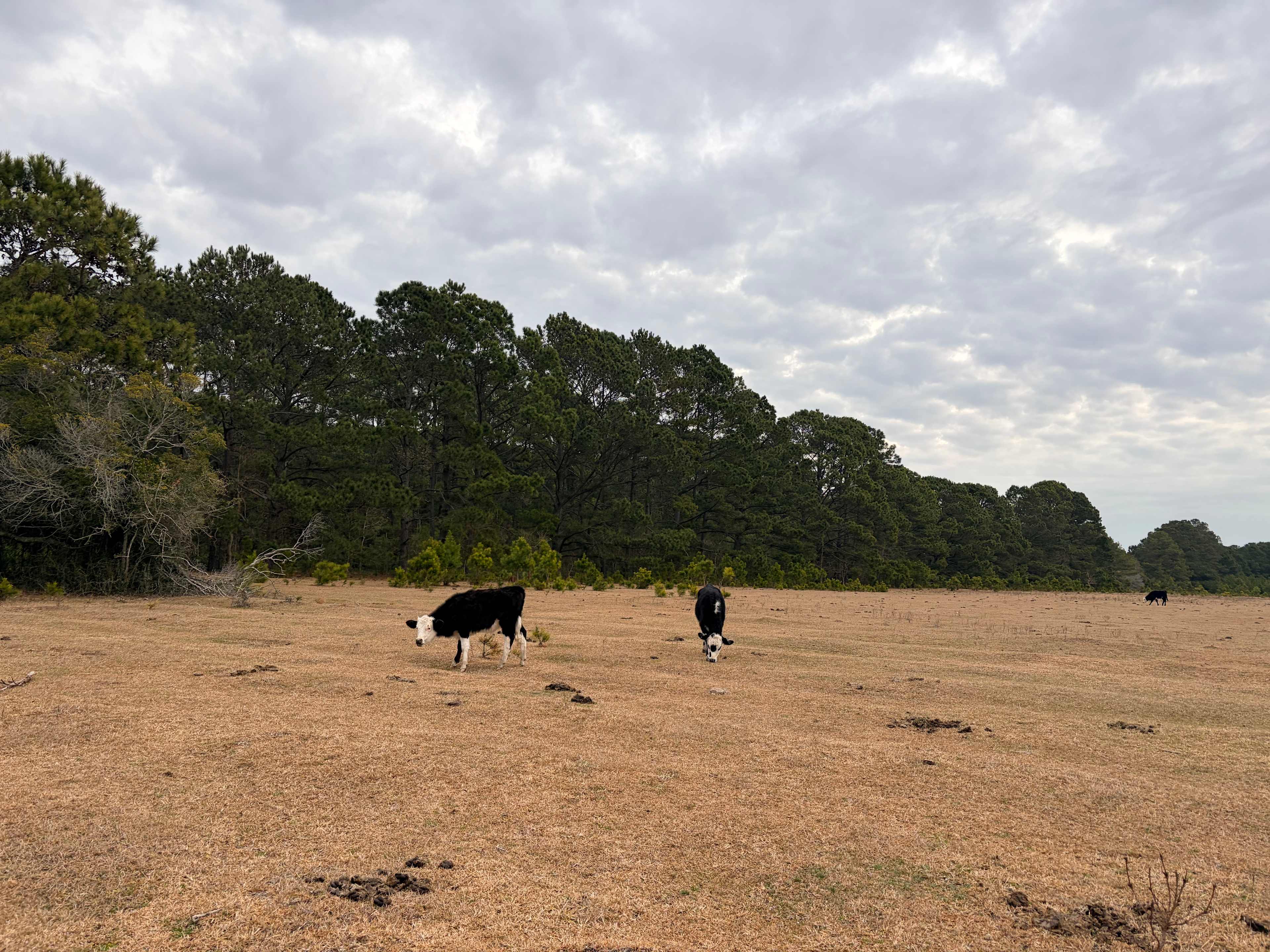 Hanscombe Point Plantation