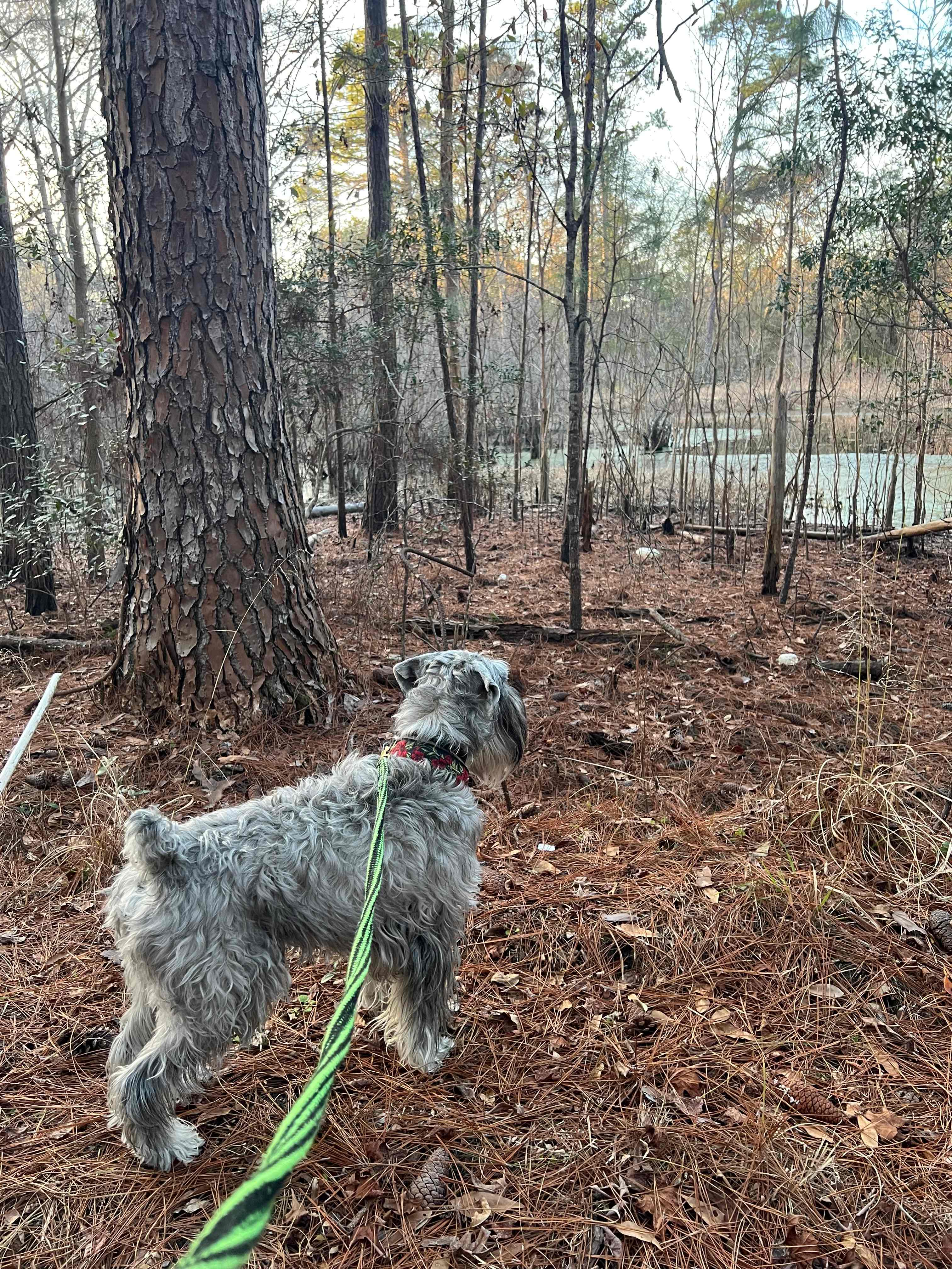 Axel taking in the awesome wooded area.  So much to sniff, could stay here all day long.