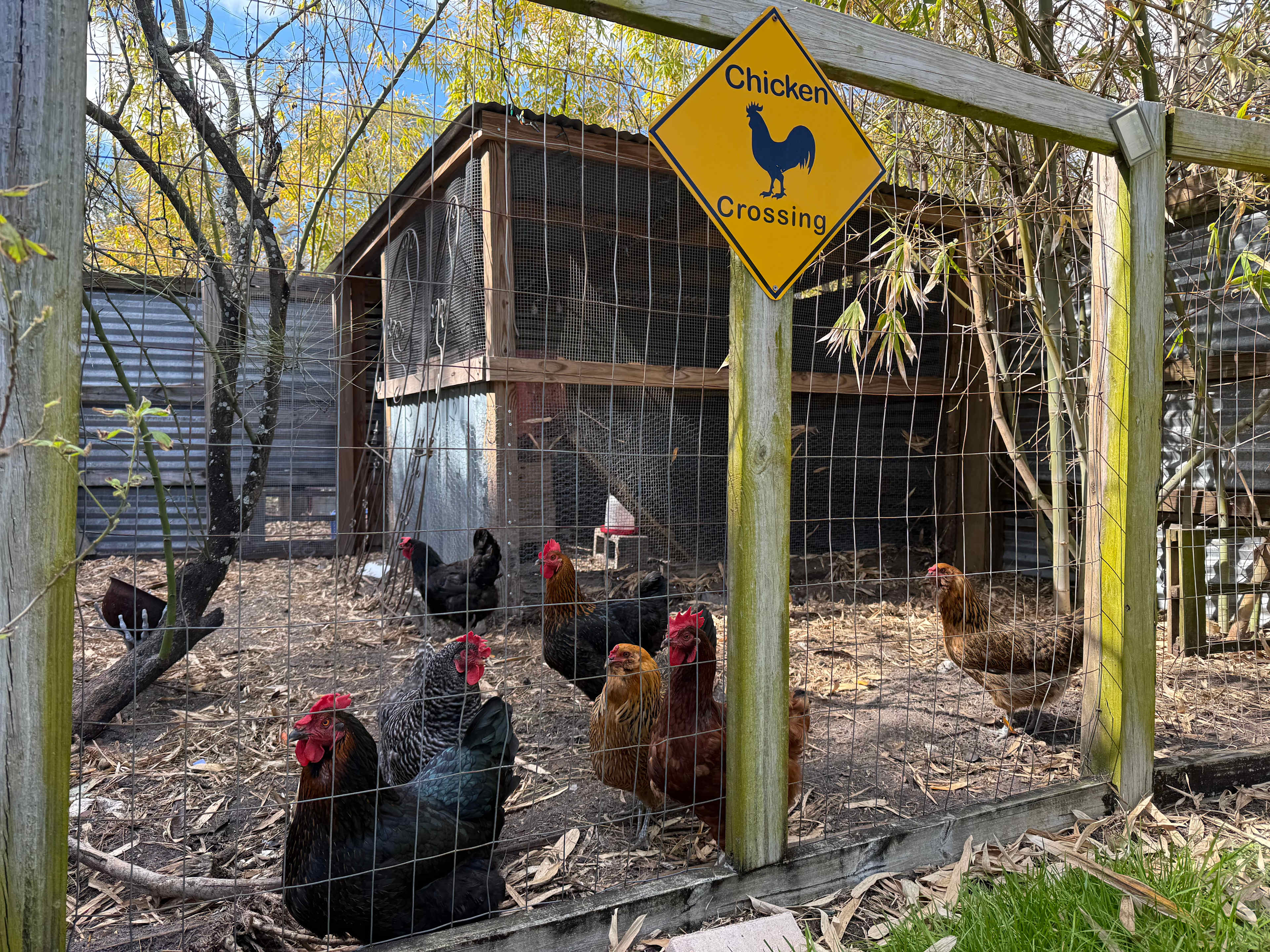 Honey Bunny’s Urban Oasis